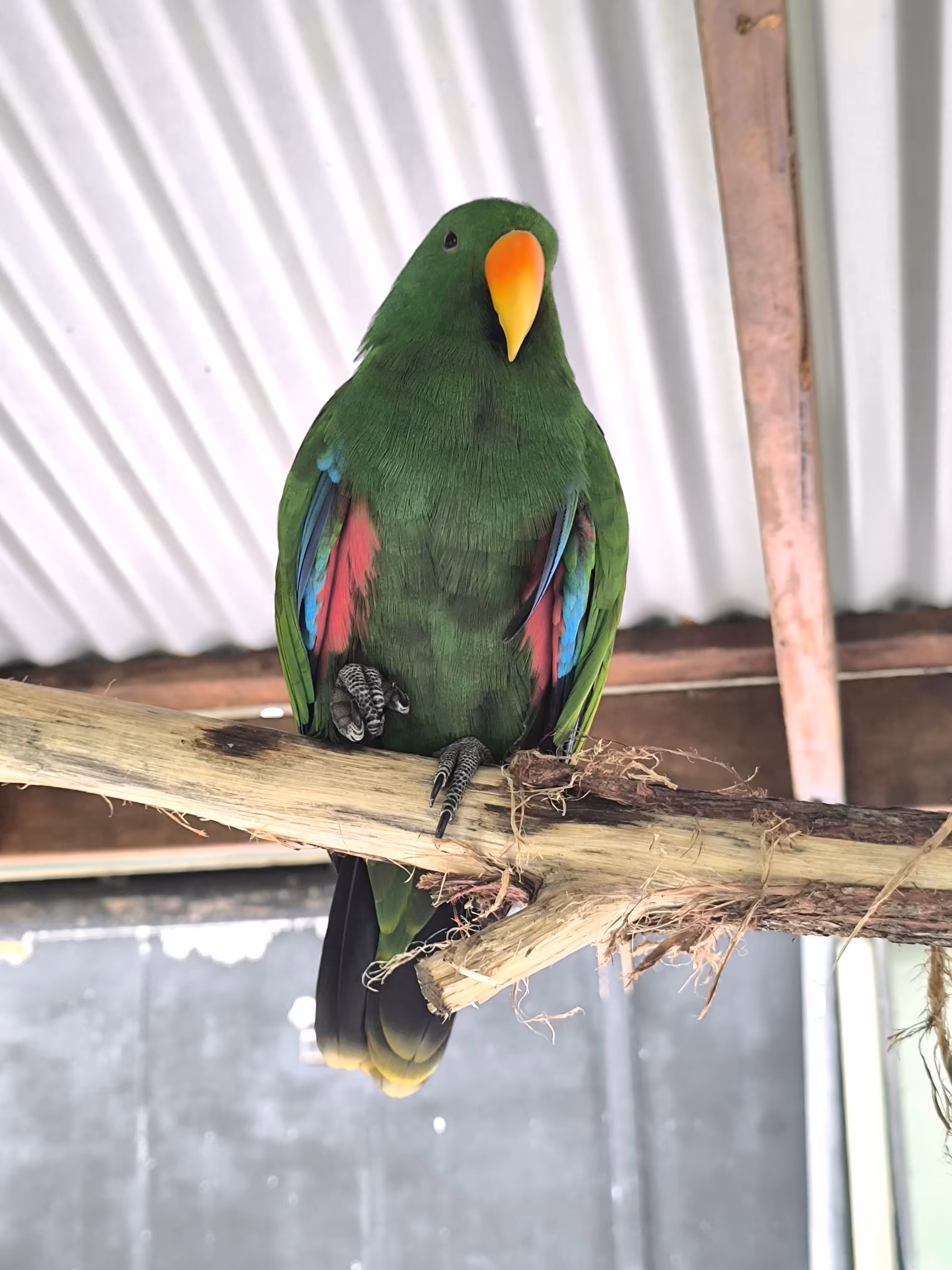 Eclectus Parrot