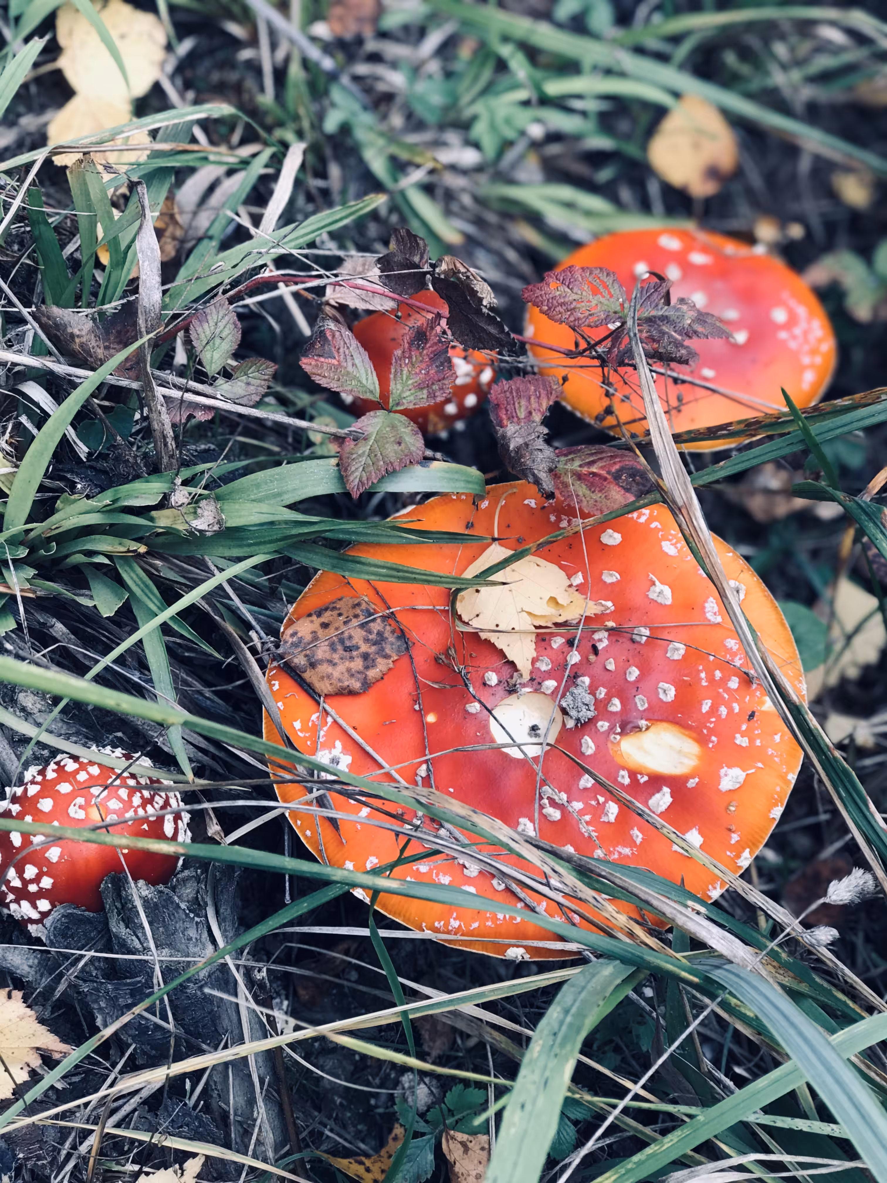 Colors of autumn