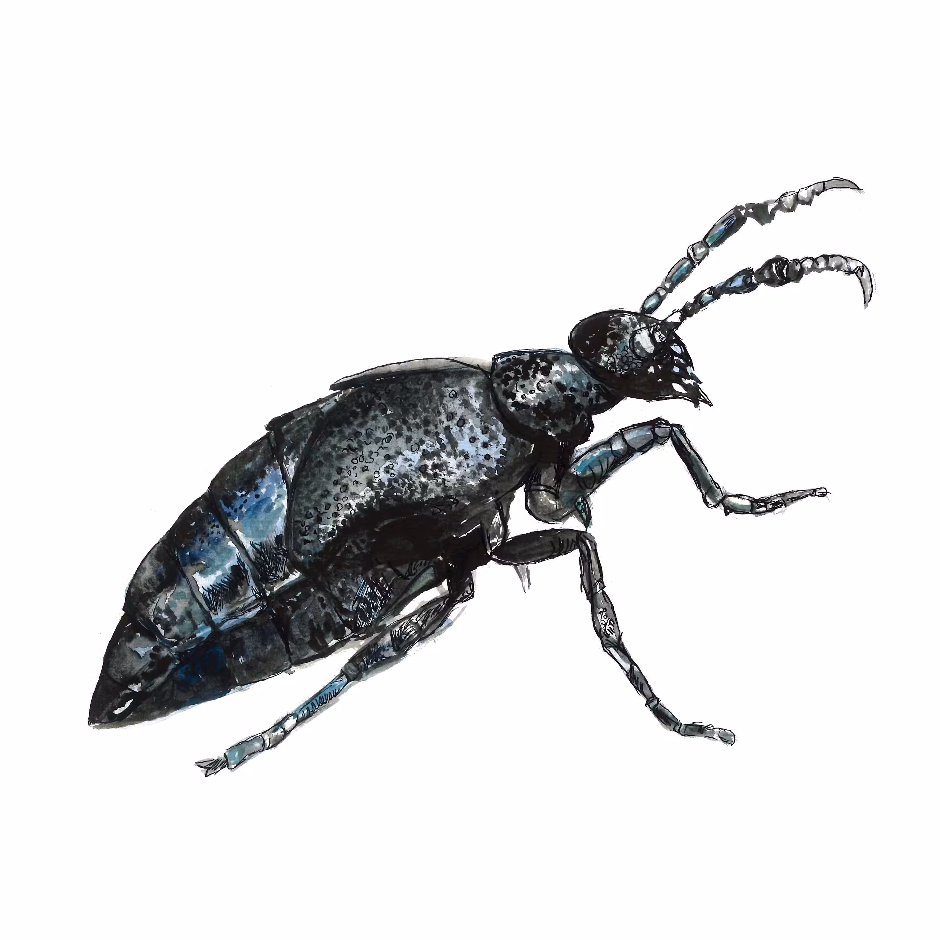 Oil Beetle 