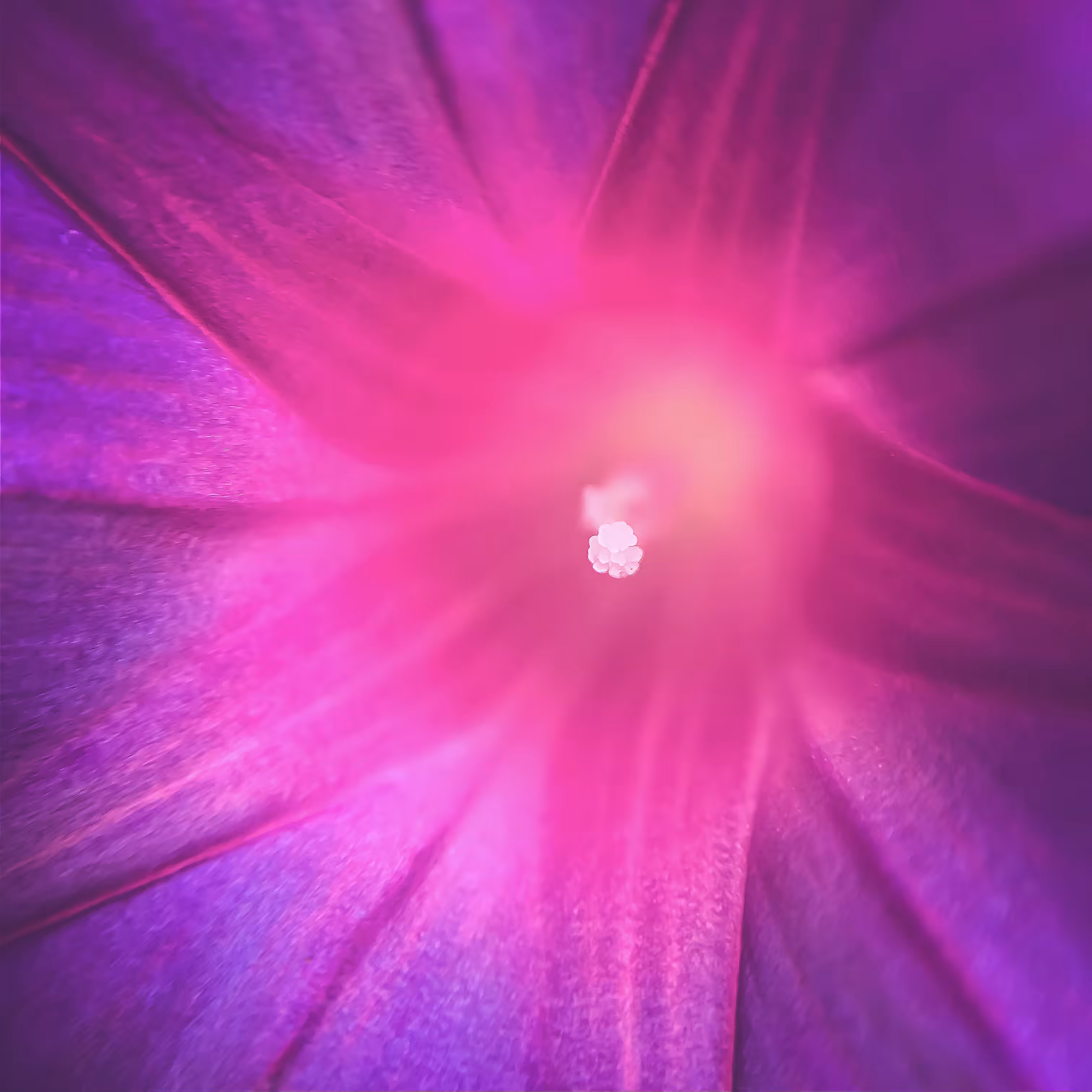 Flora from the Meta-Macroverse Vol. 1 - Still Photograph 6/7