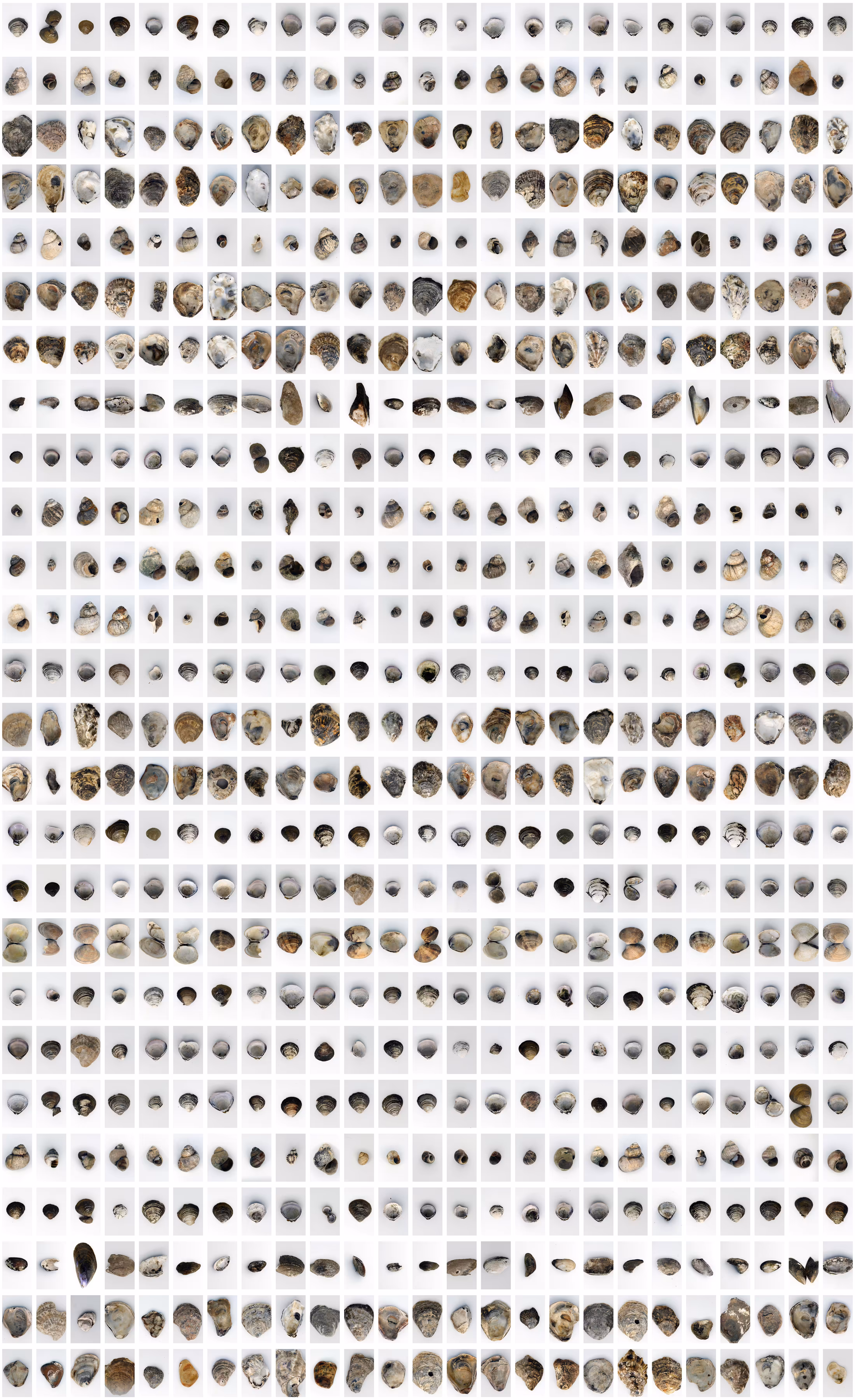 The Shell Record