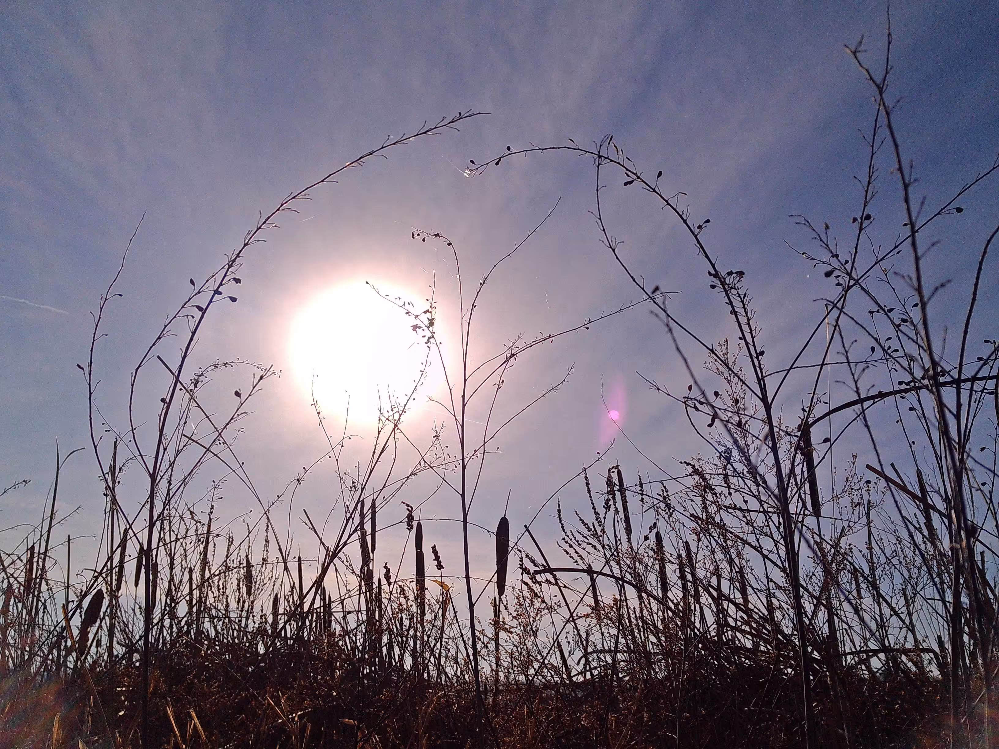 Winter Reeds