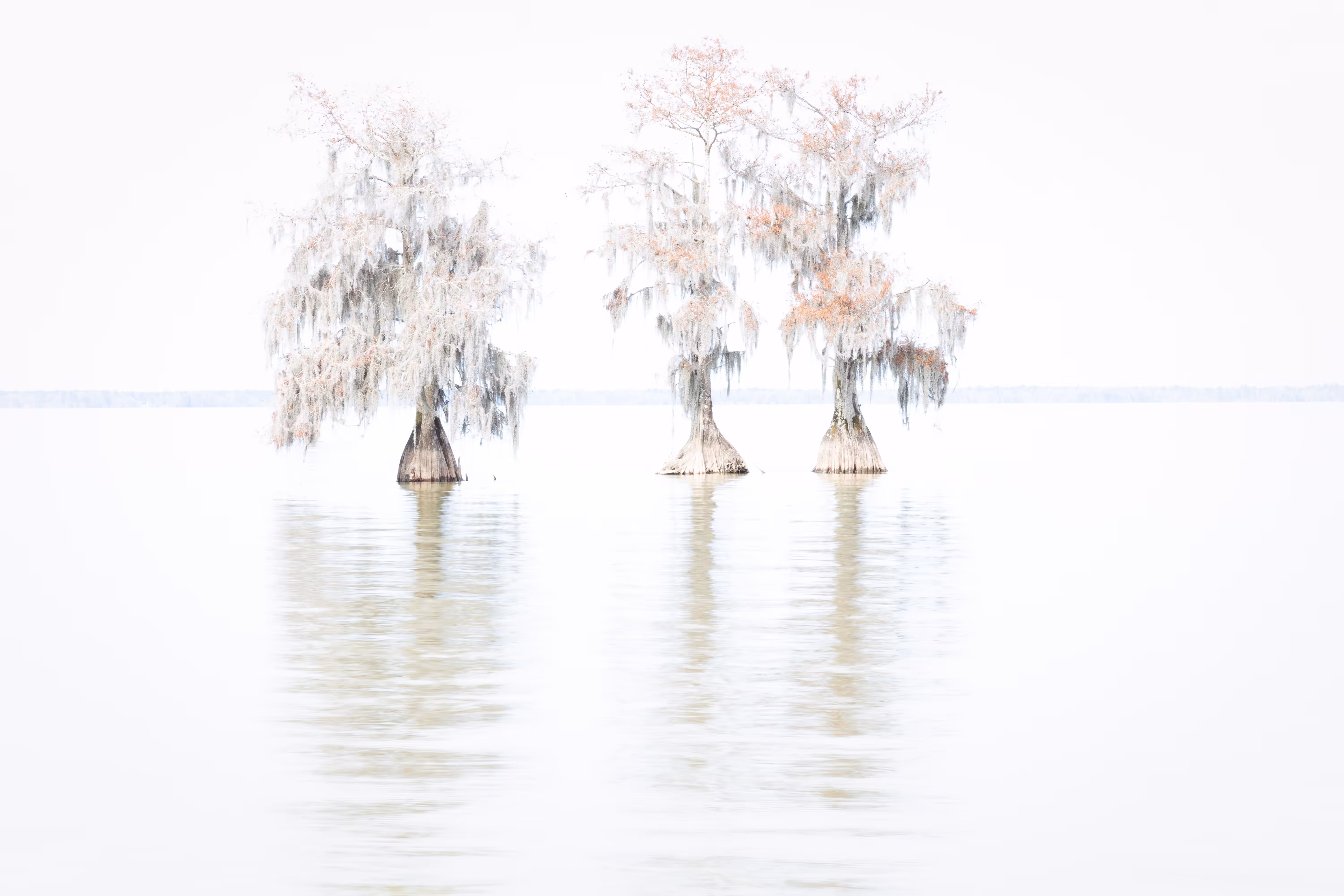 3 Cypress Ghosts