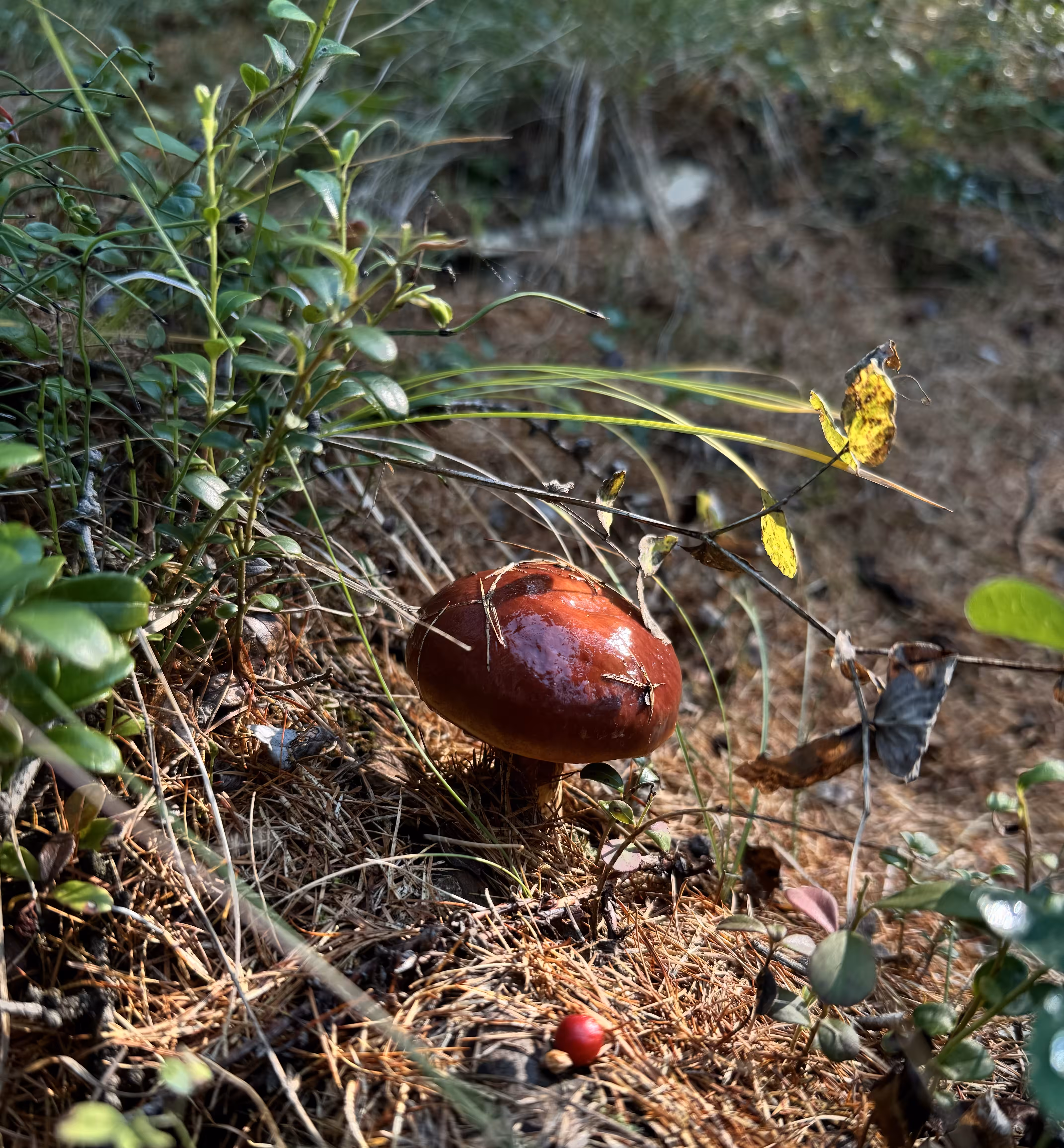 Suillus