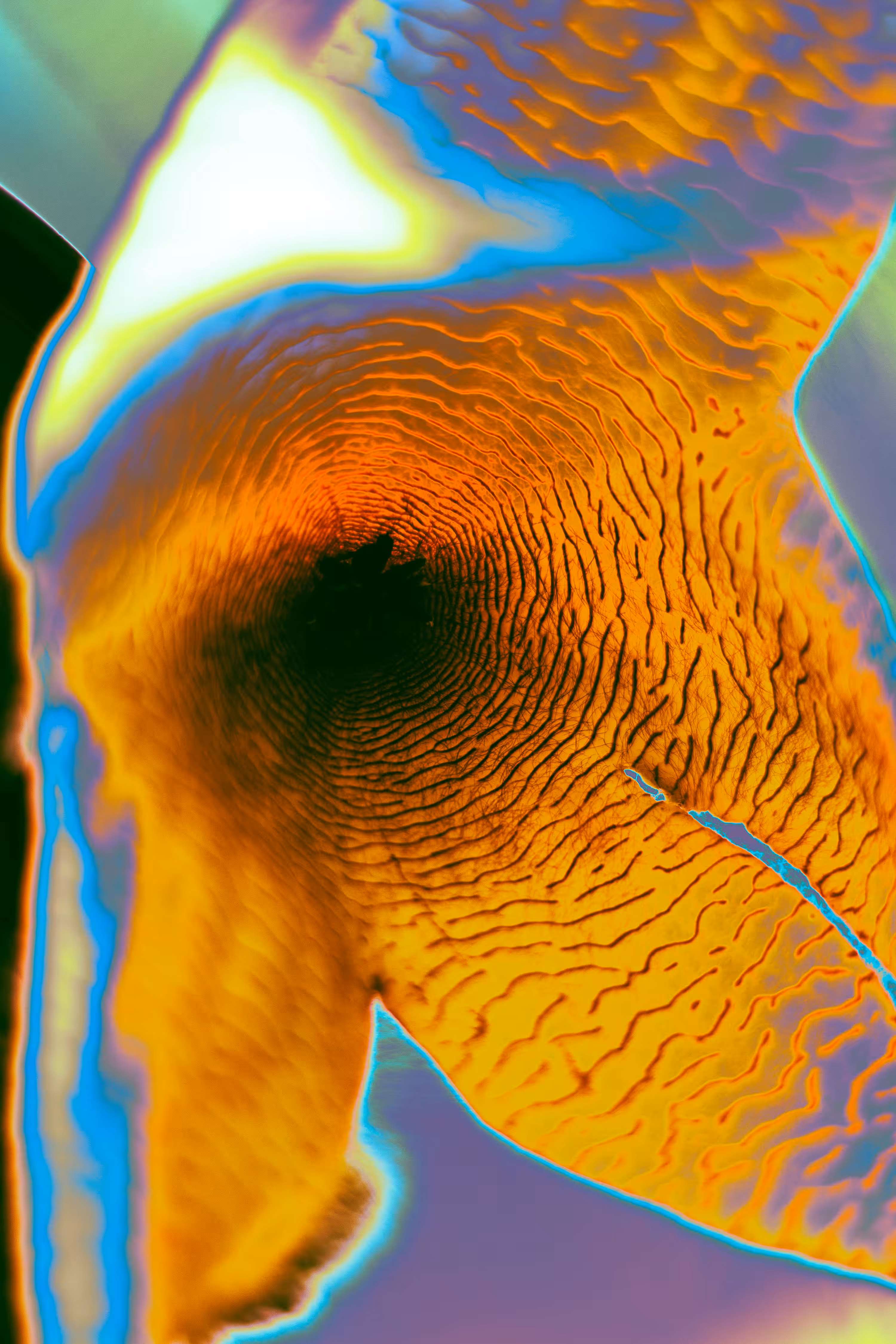 "Technological plants: Stapelia"