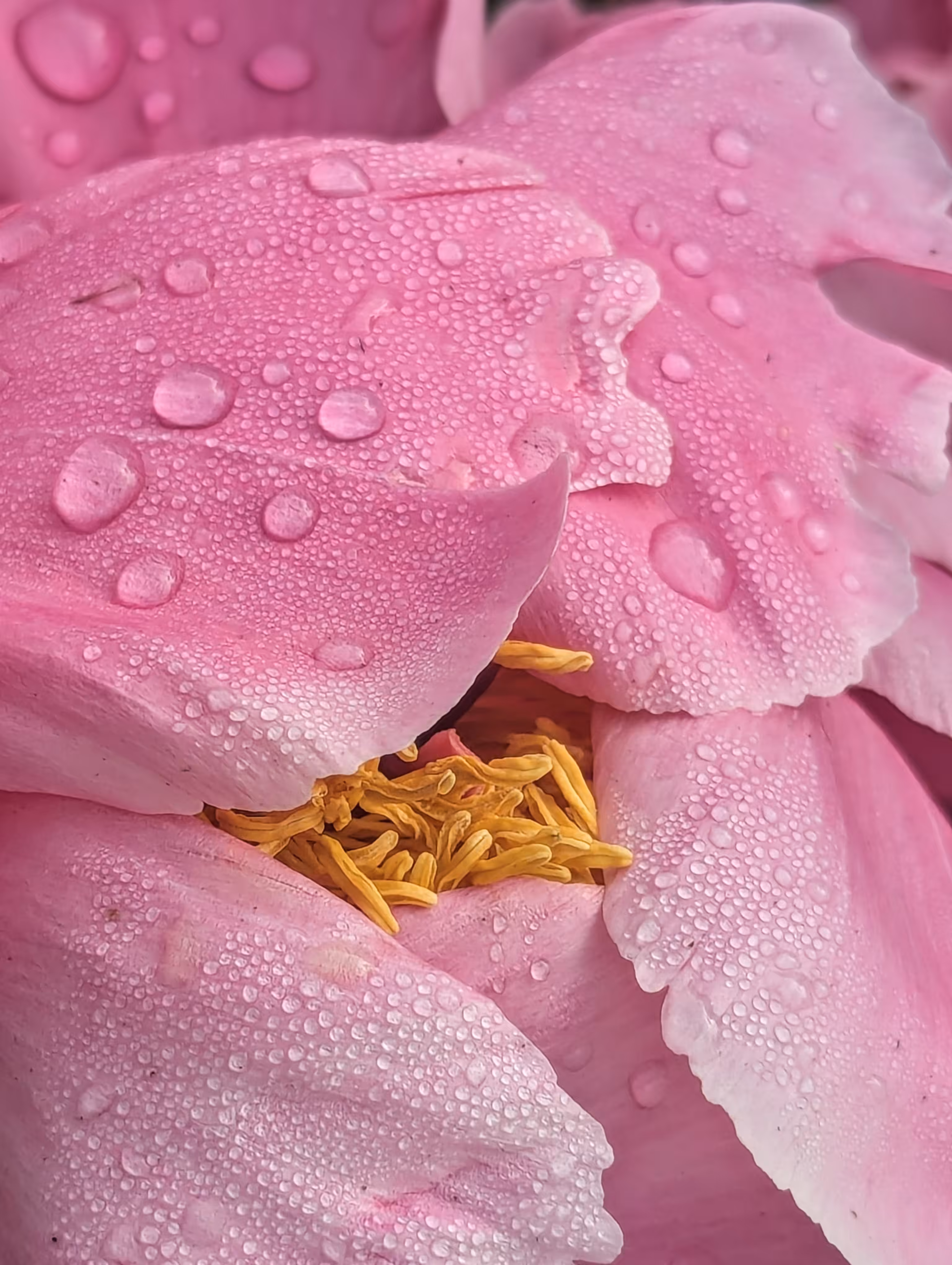 Luke_0x1 Photography : Frill