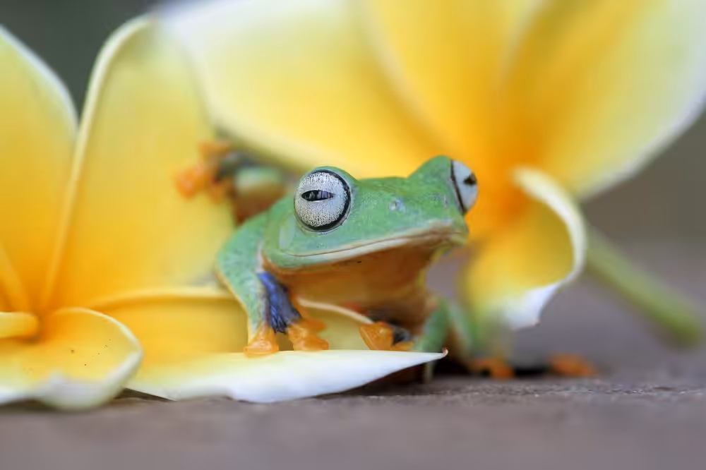 Wallace's flying frog, frogs