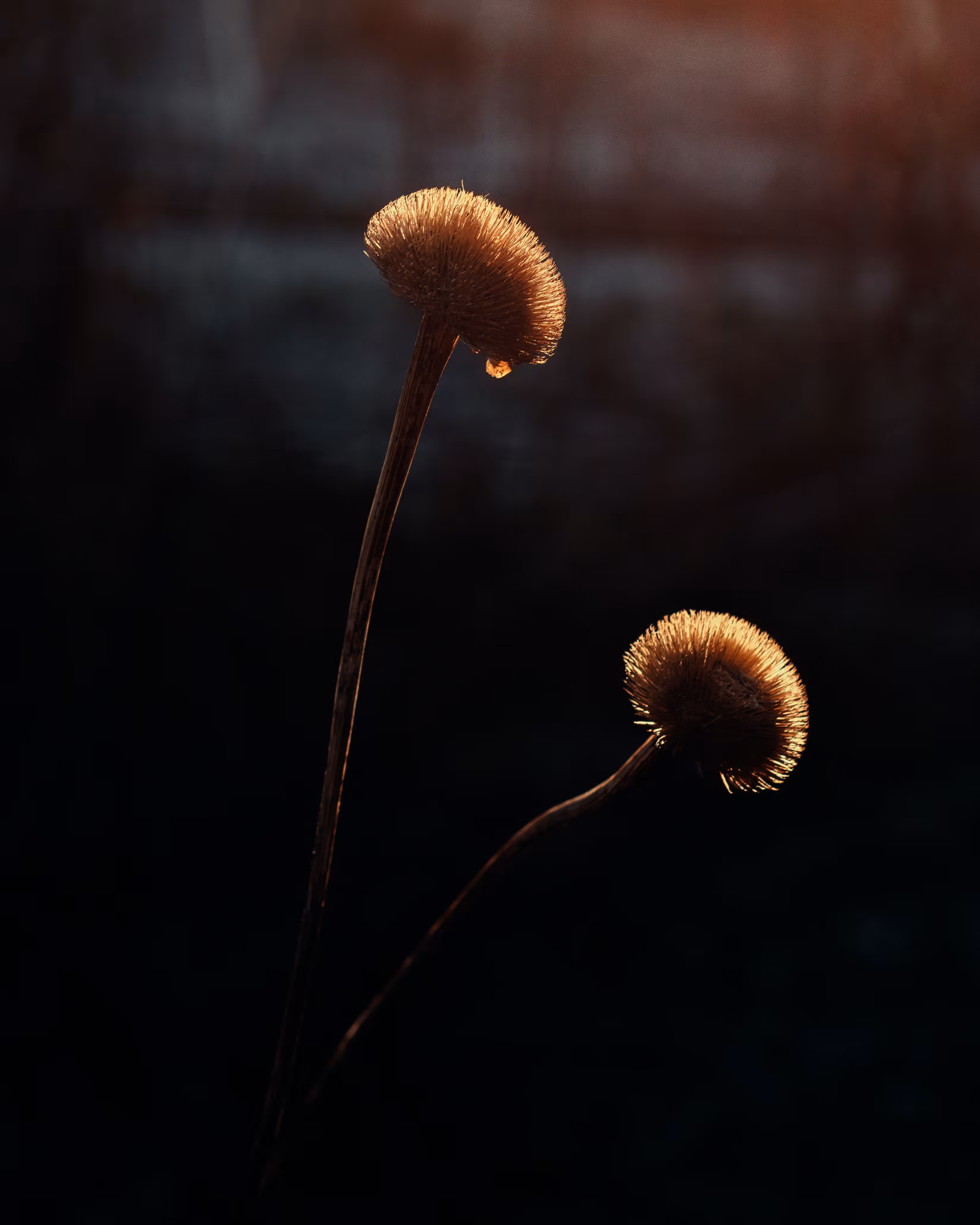 Winter Flowers #18