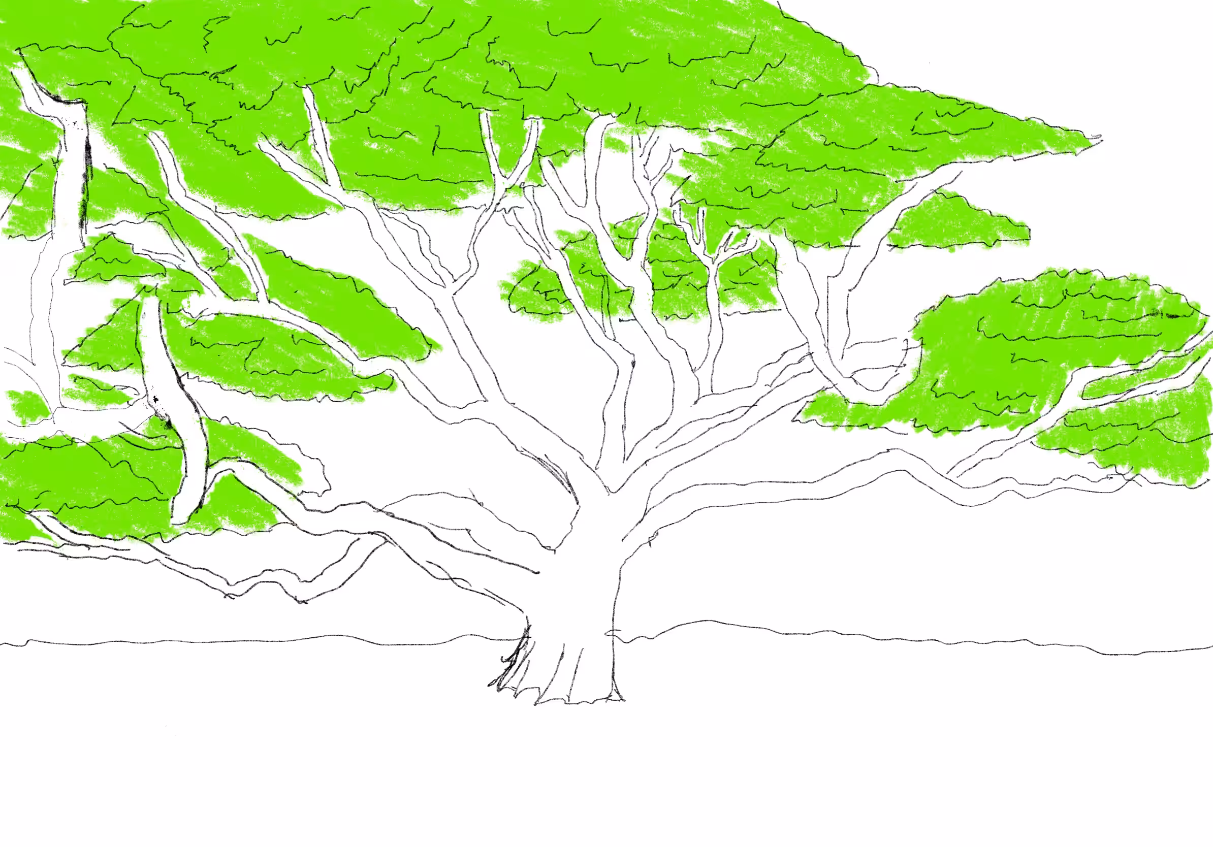 GM! #27 -Old Tree 