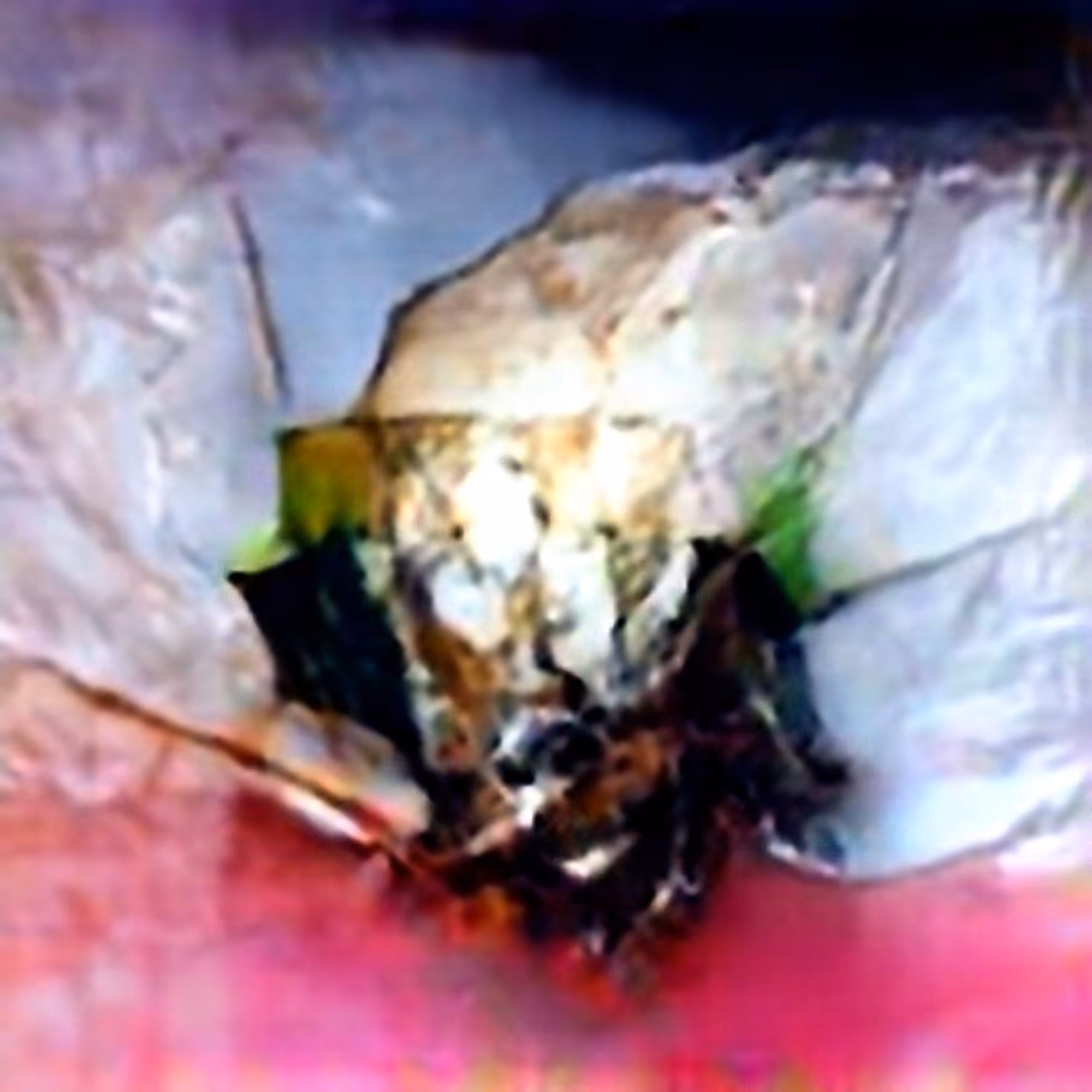 Yellowjacket #3 (Corpus: American Predators)