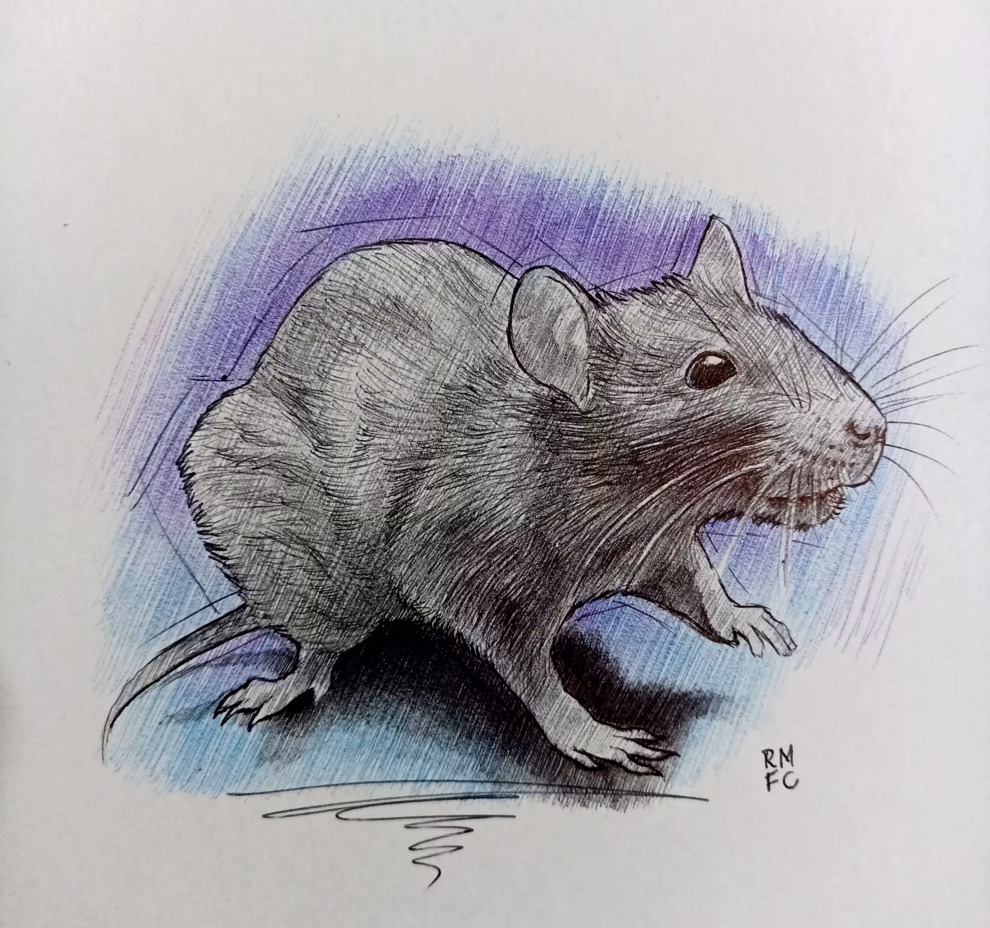 Curios Mouse