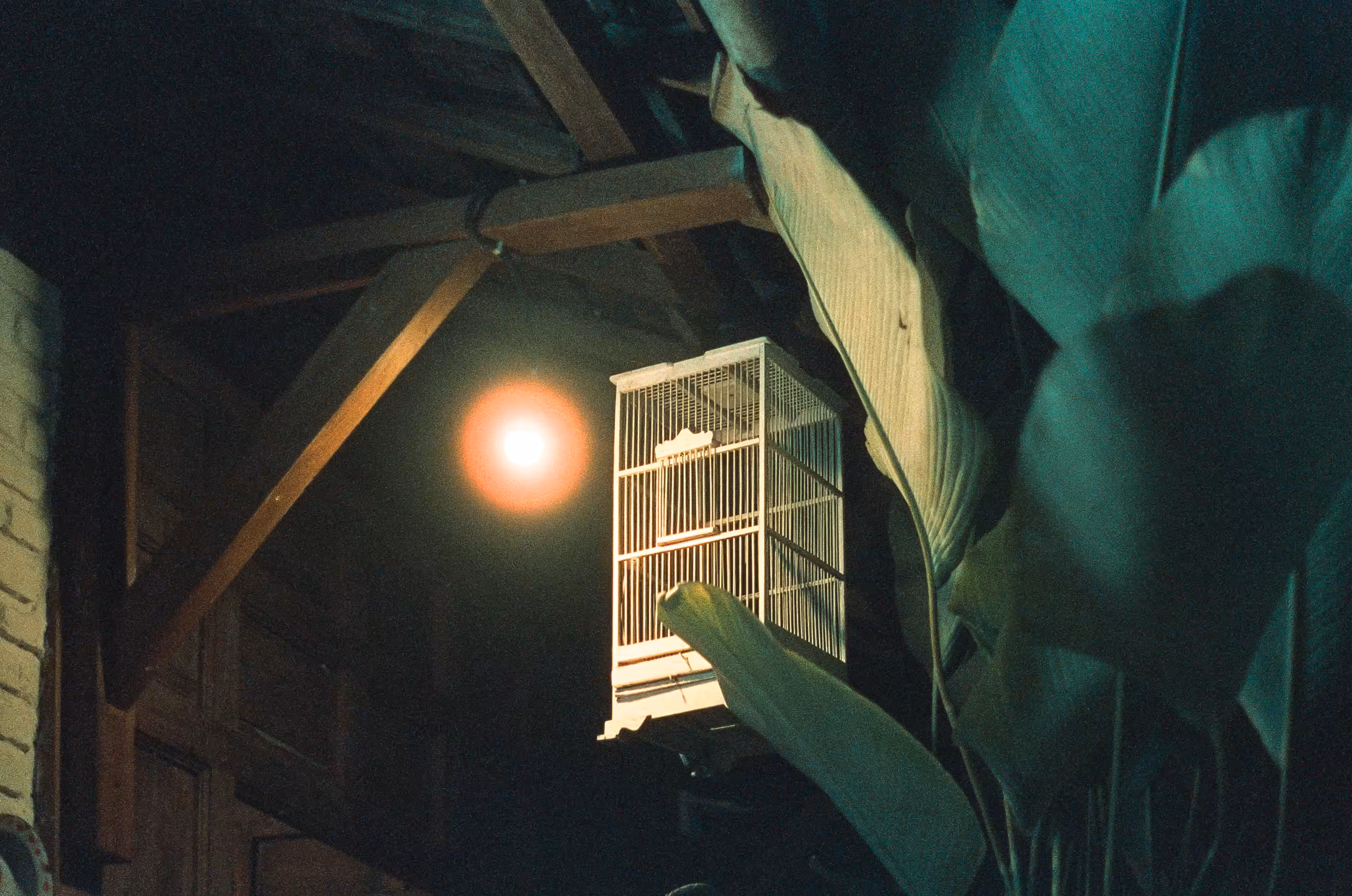 This Cage Is Not Meant To Hold Your Thought Of Flying