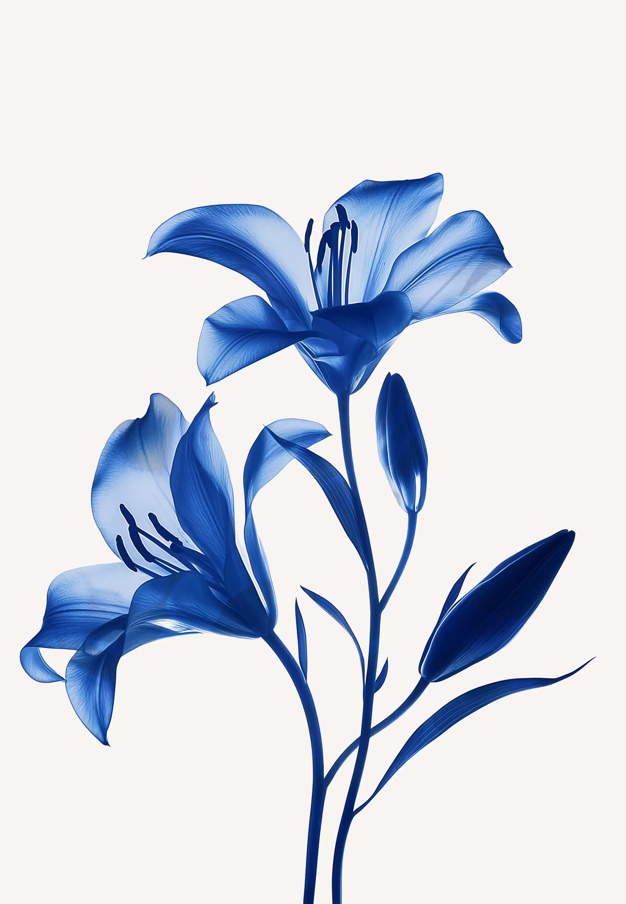neural petals