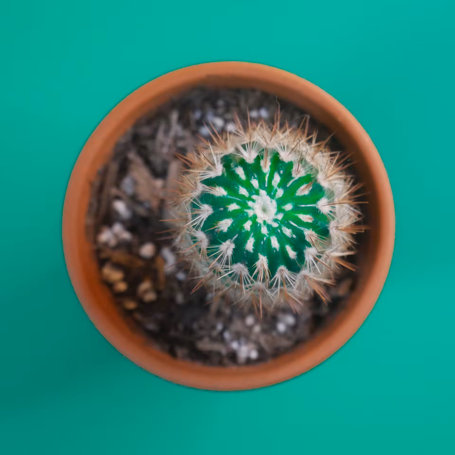 Smol Cactus