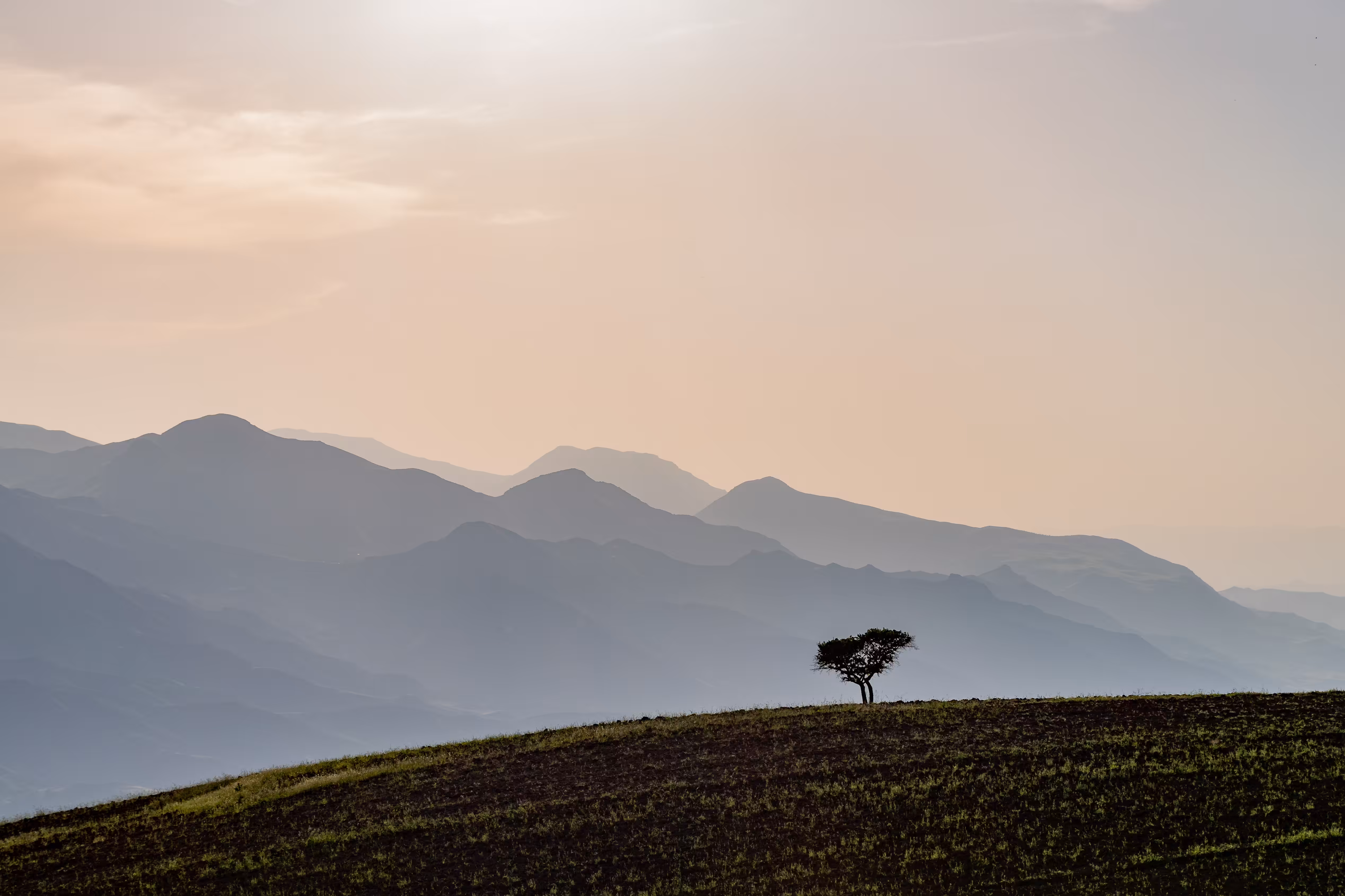 A single tree