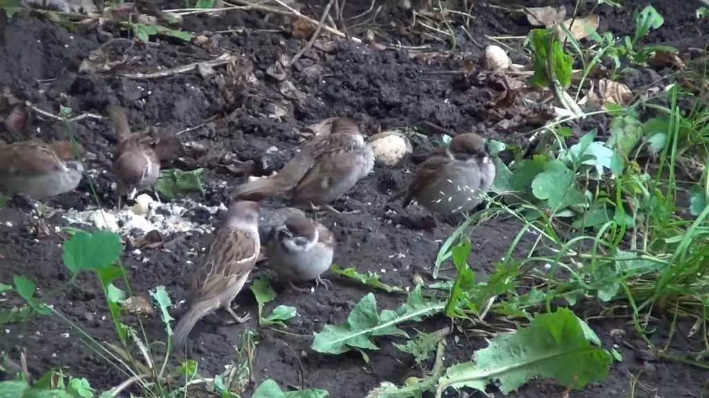  The Real Crypto Sparrows: A Love Gang in the Neighborhood
