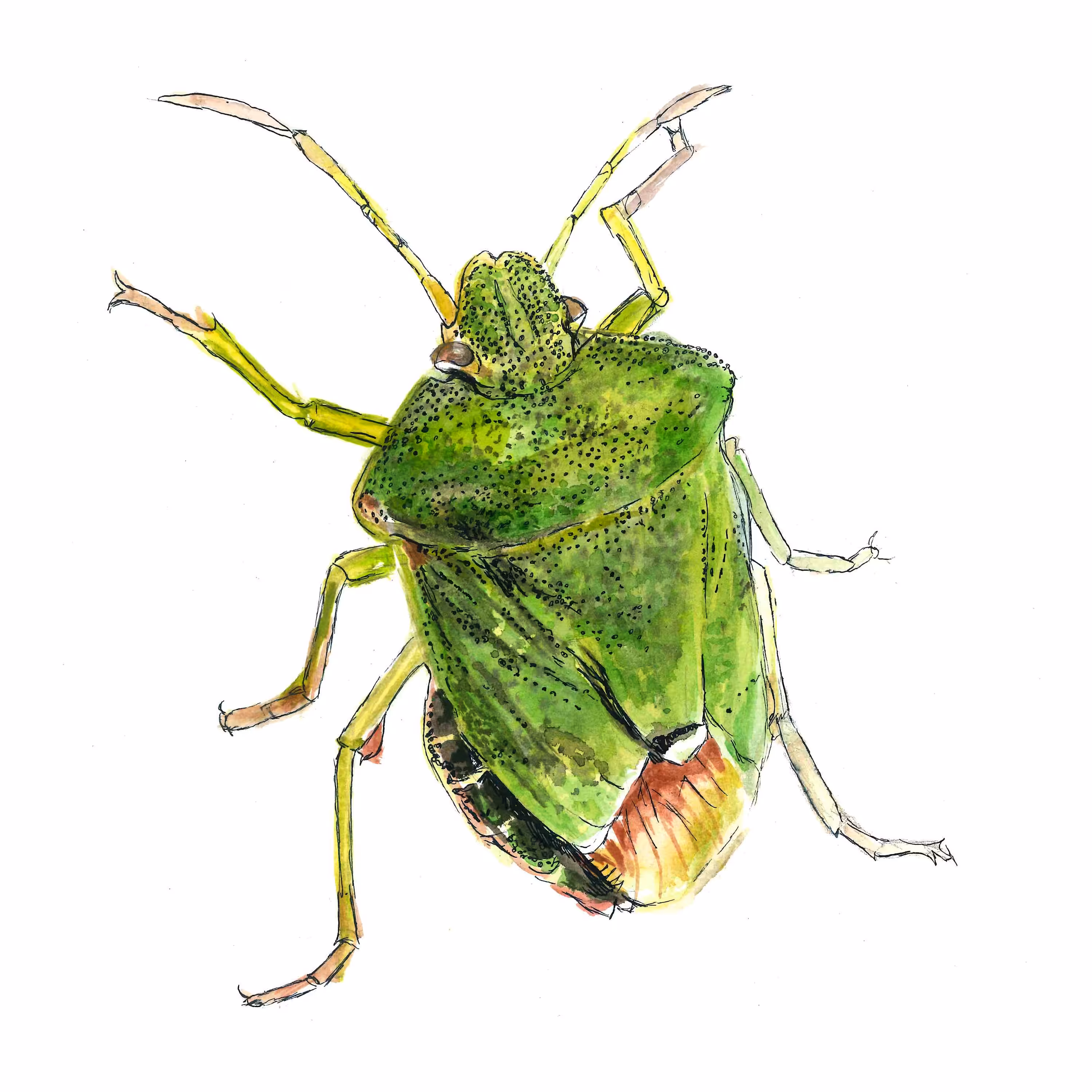 Green Shield Bug