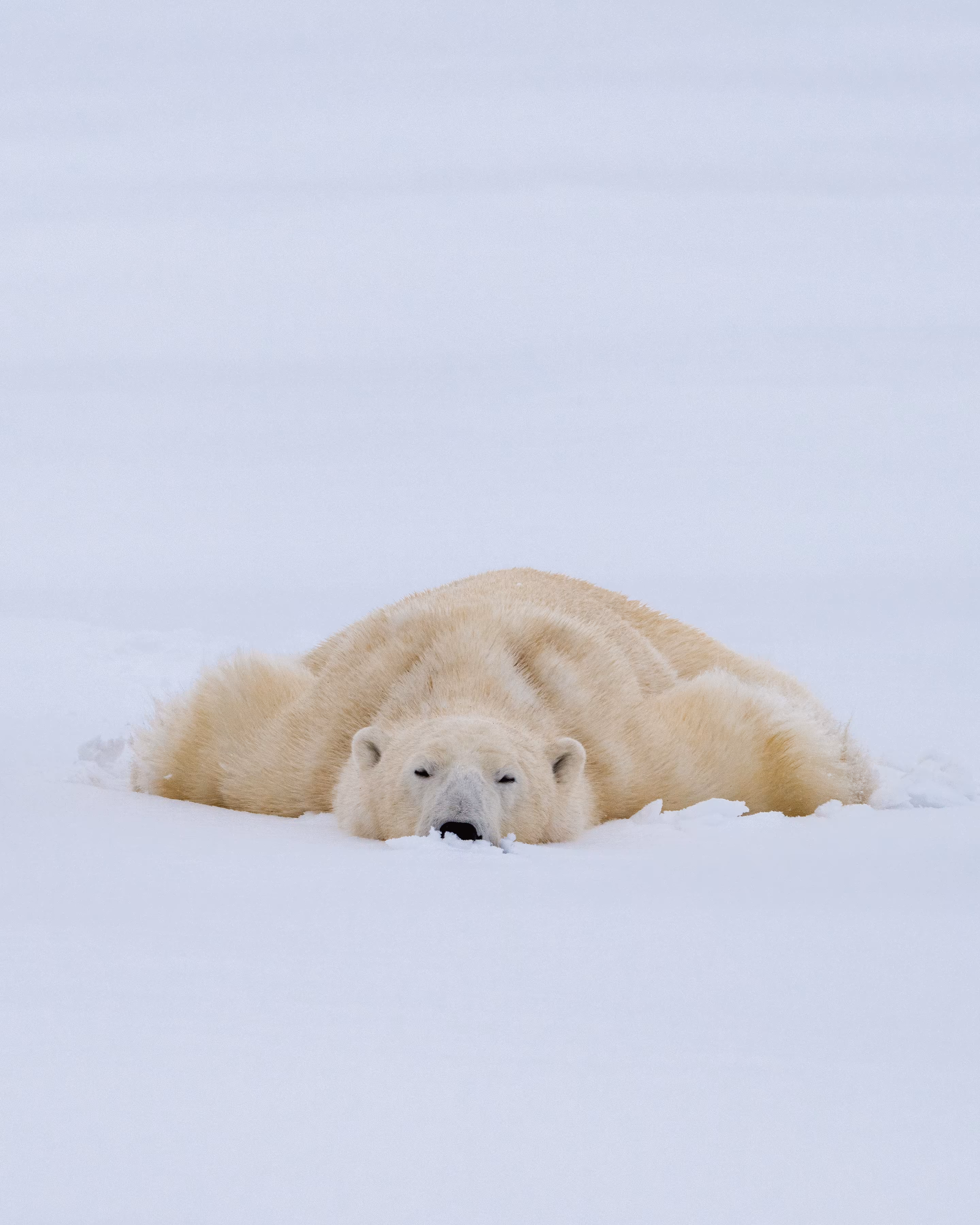 Arctic Dreams