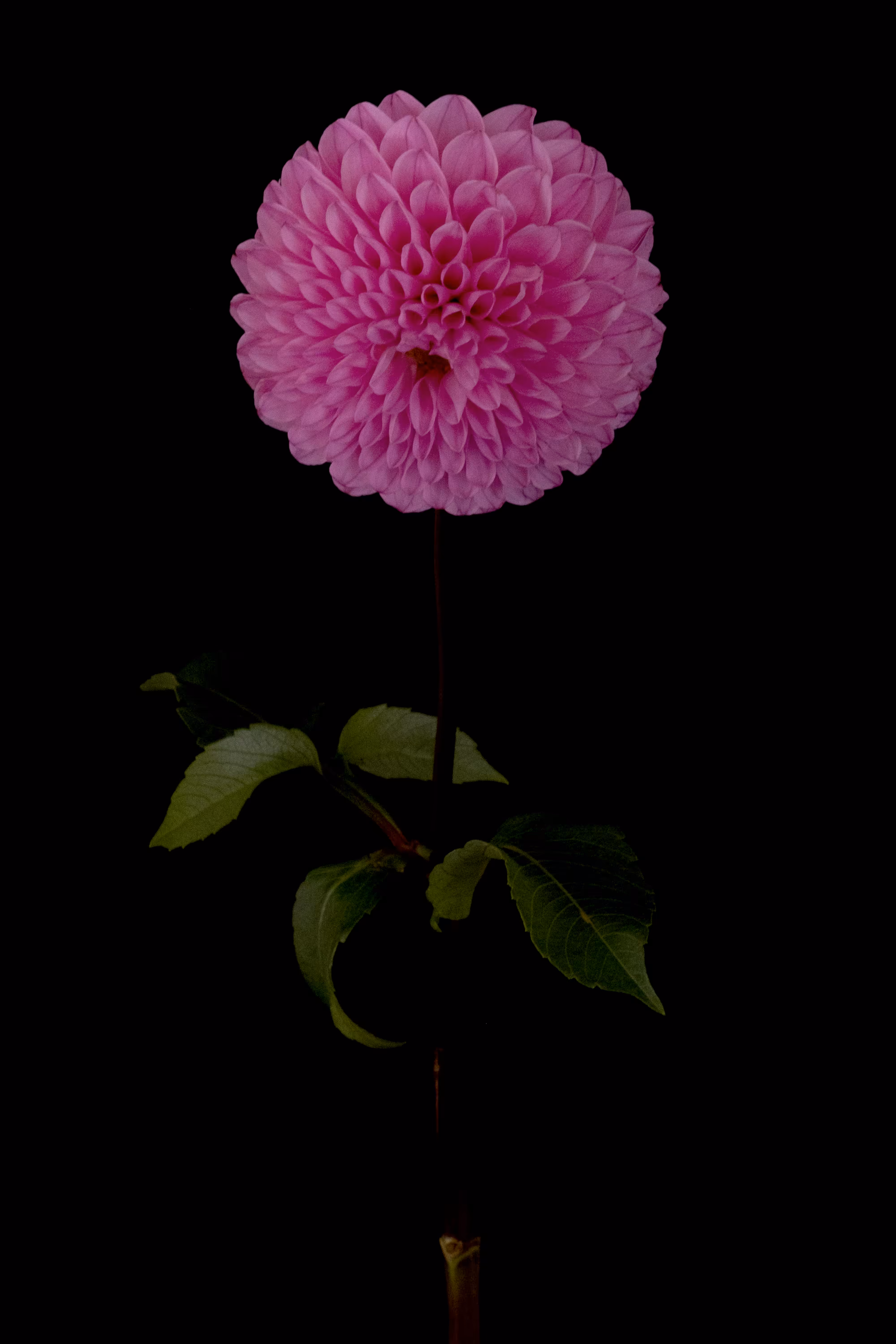 Dahlia #3 (DIVA)