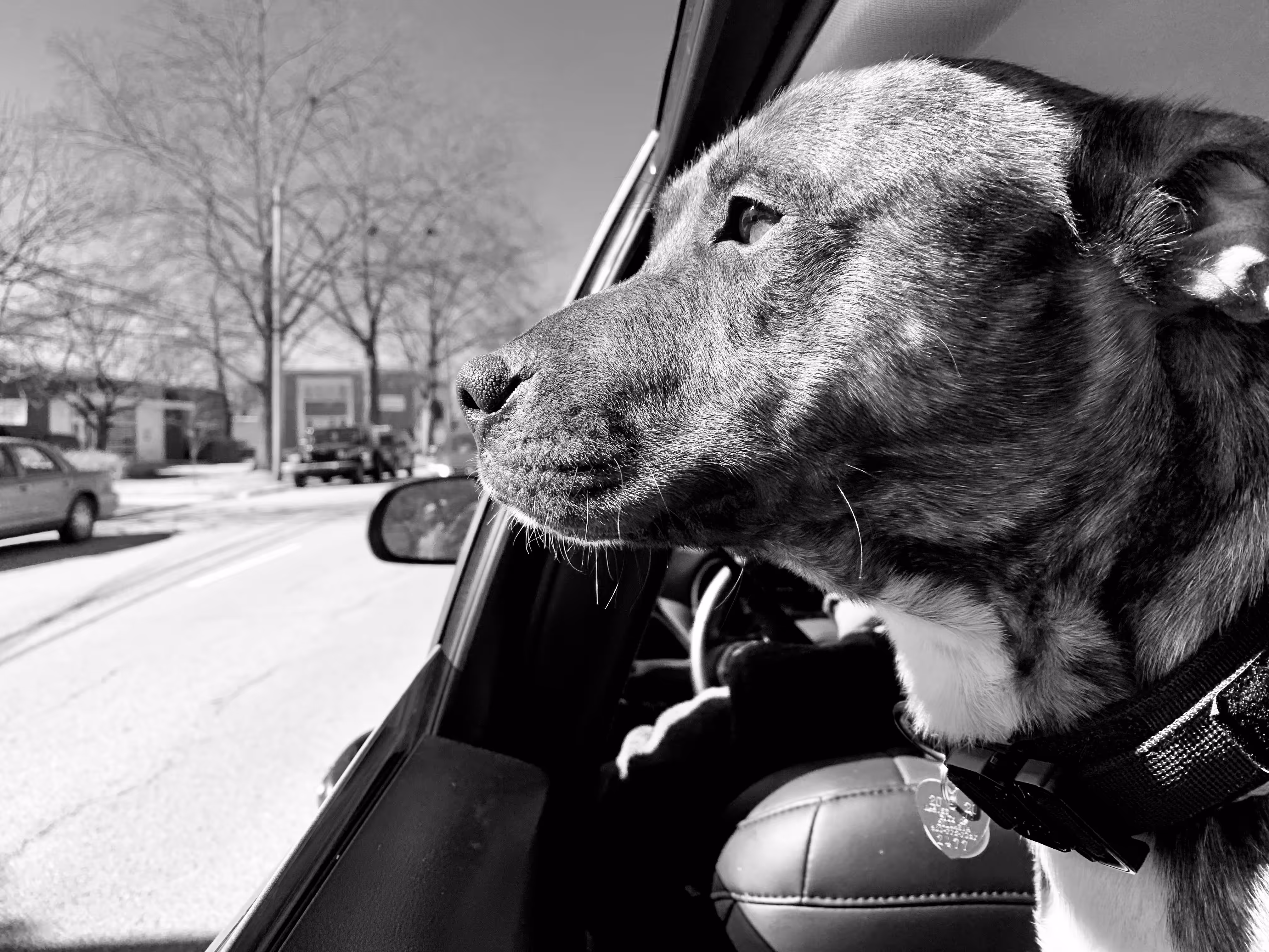 Furever