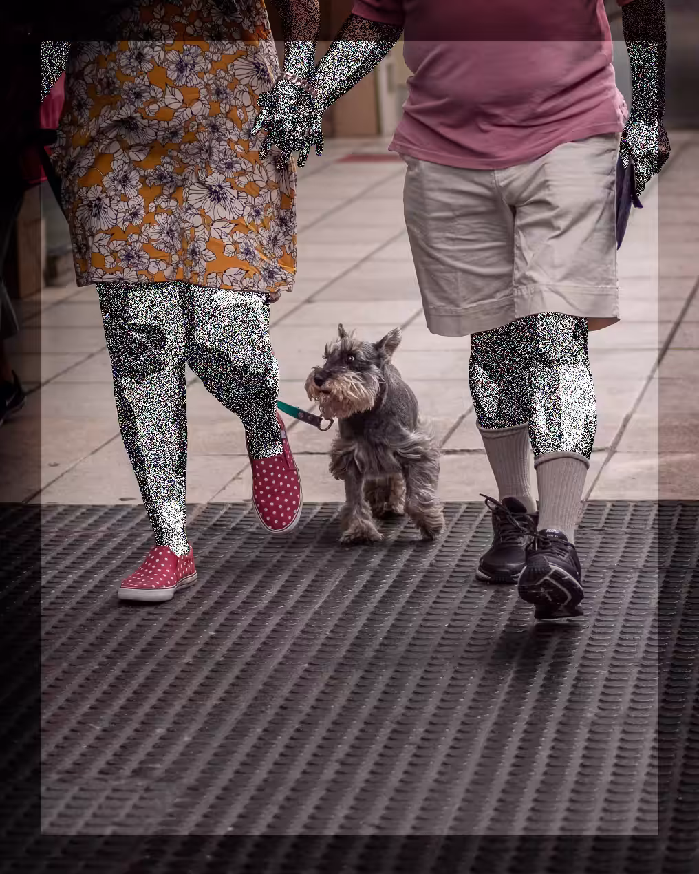 My neighbors have a Schnauzer // Low Content No. 38