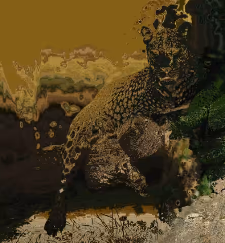 Jaguar Sanctuary