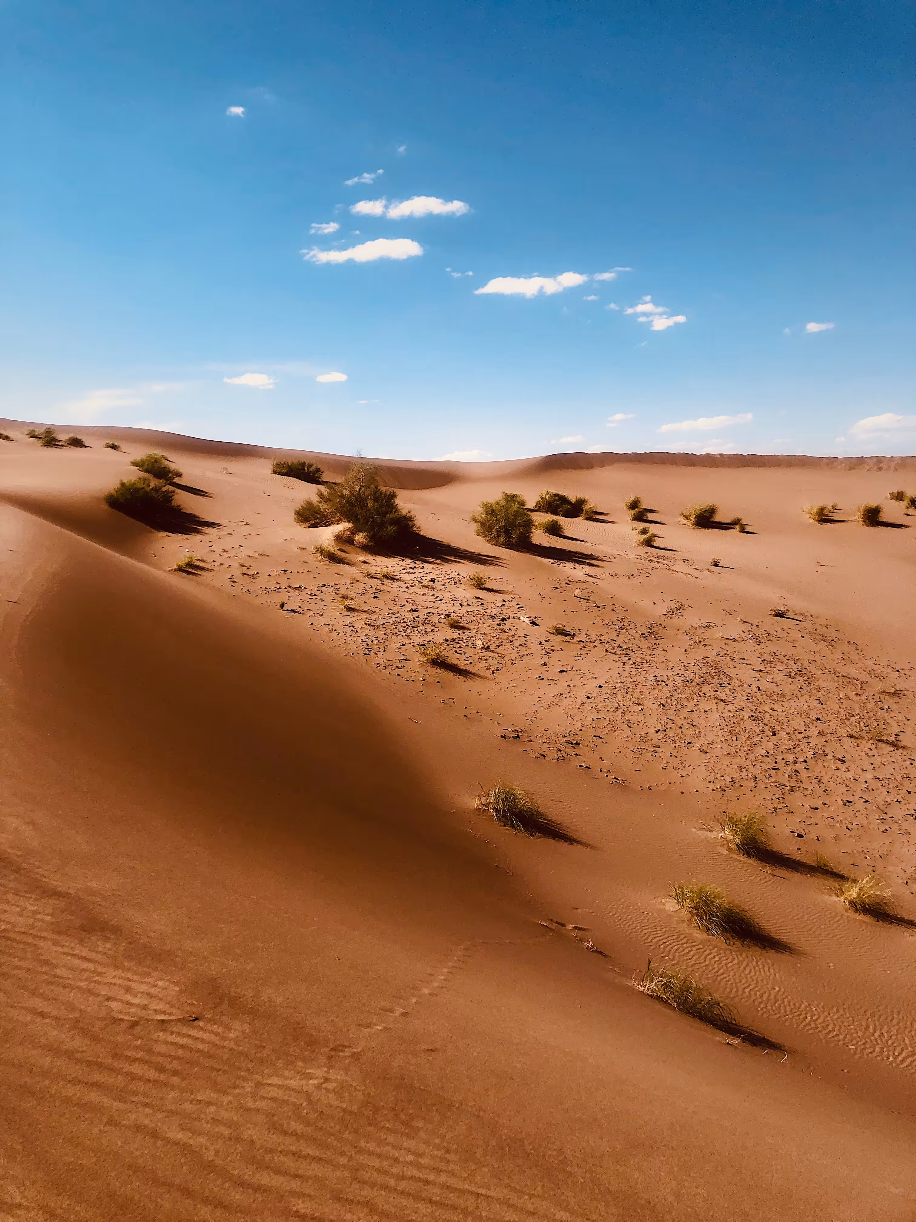 The dunes