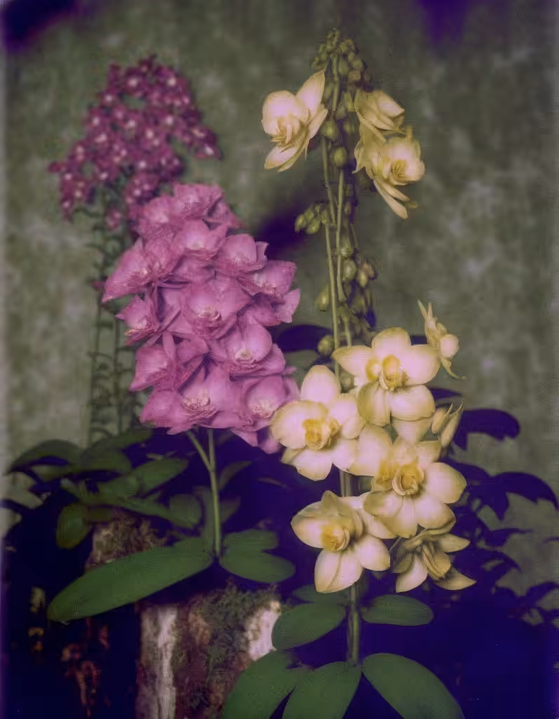 Aphrodites Phalaenopsis, Autochrome, 1920