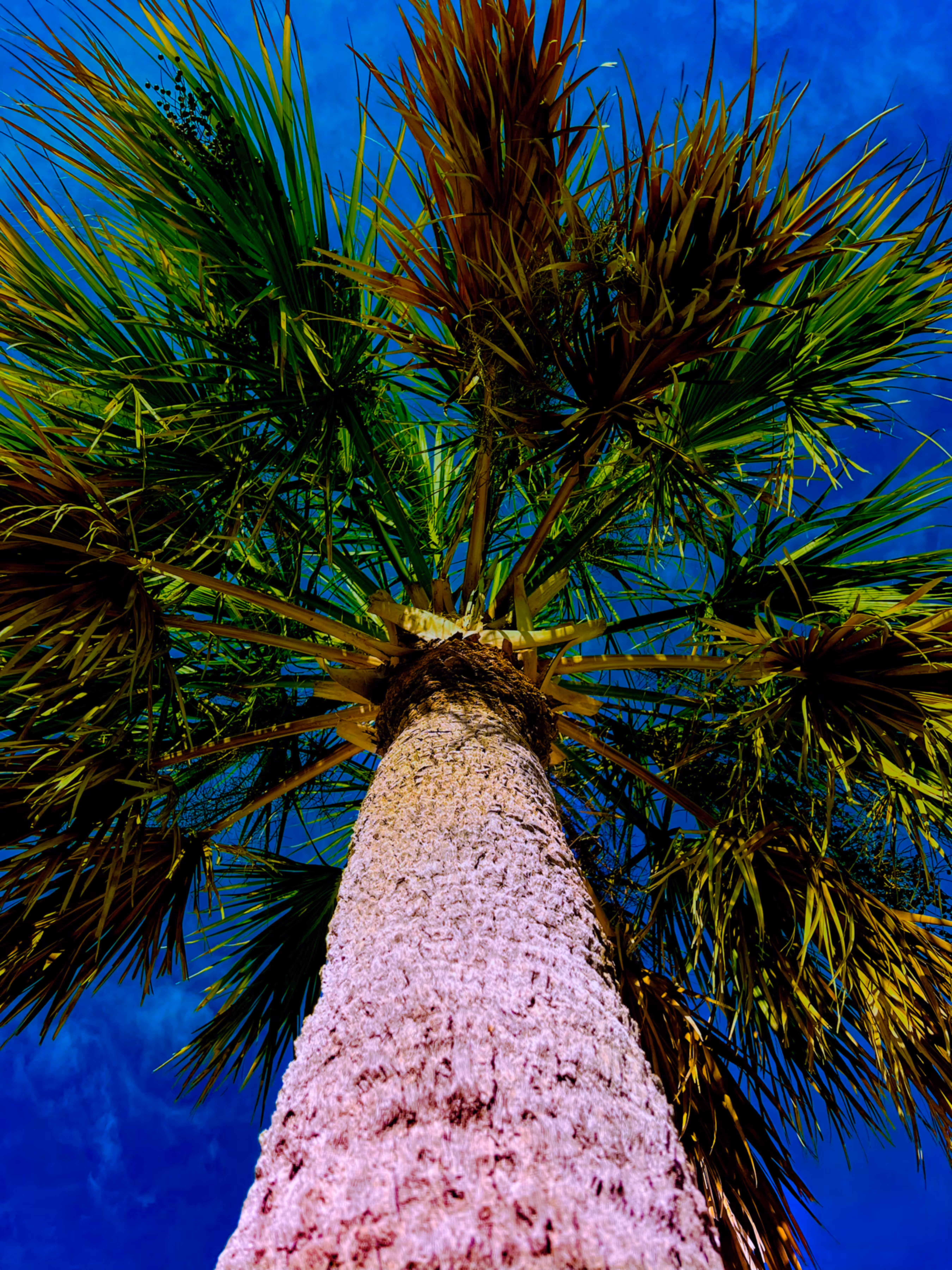 Palm