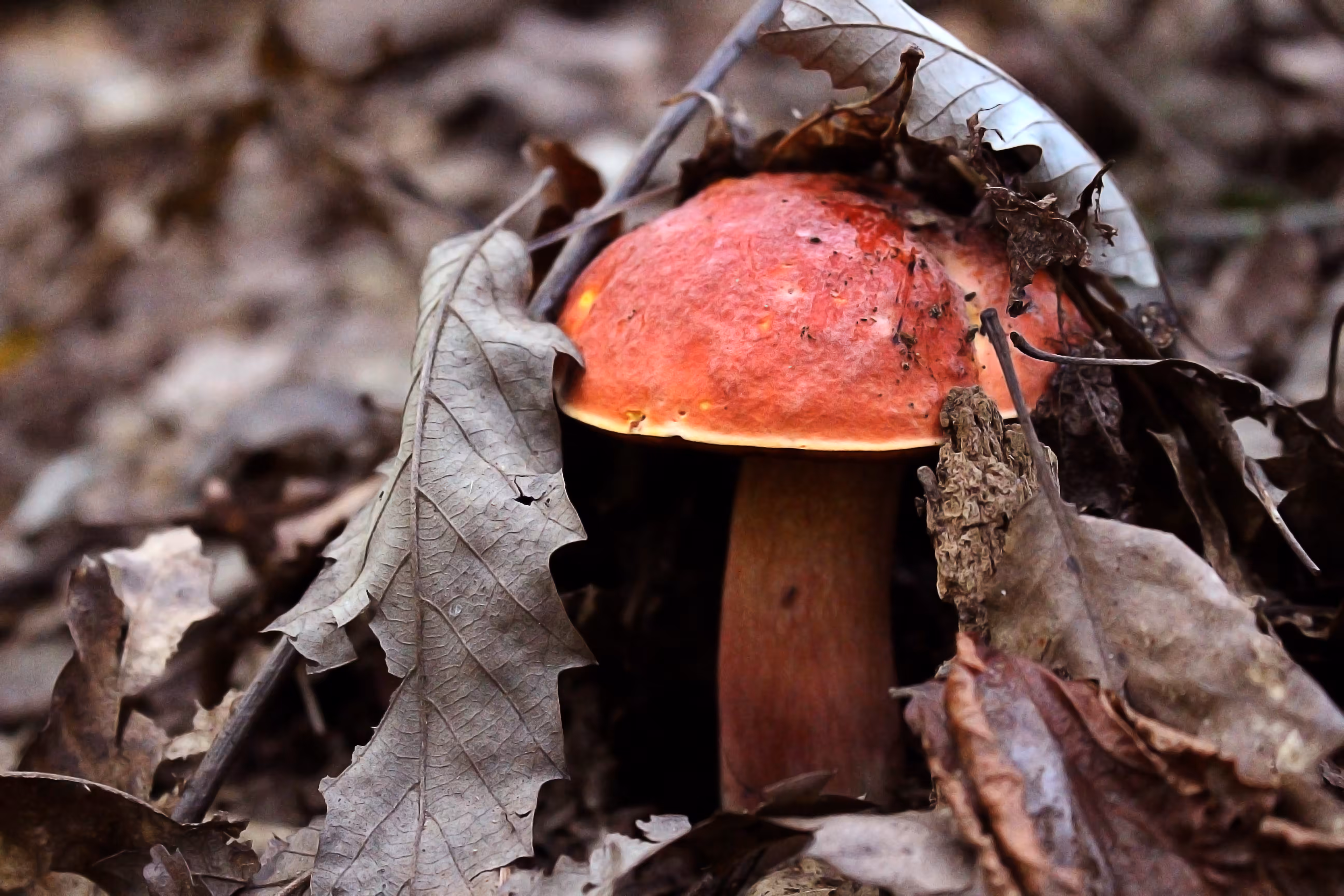 Bay Bolete