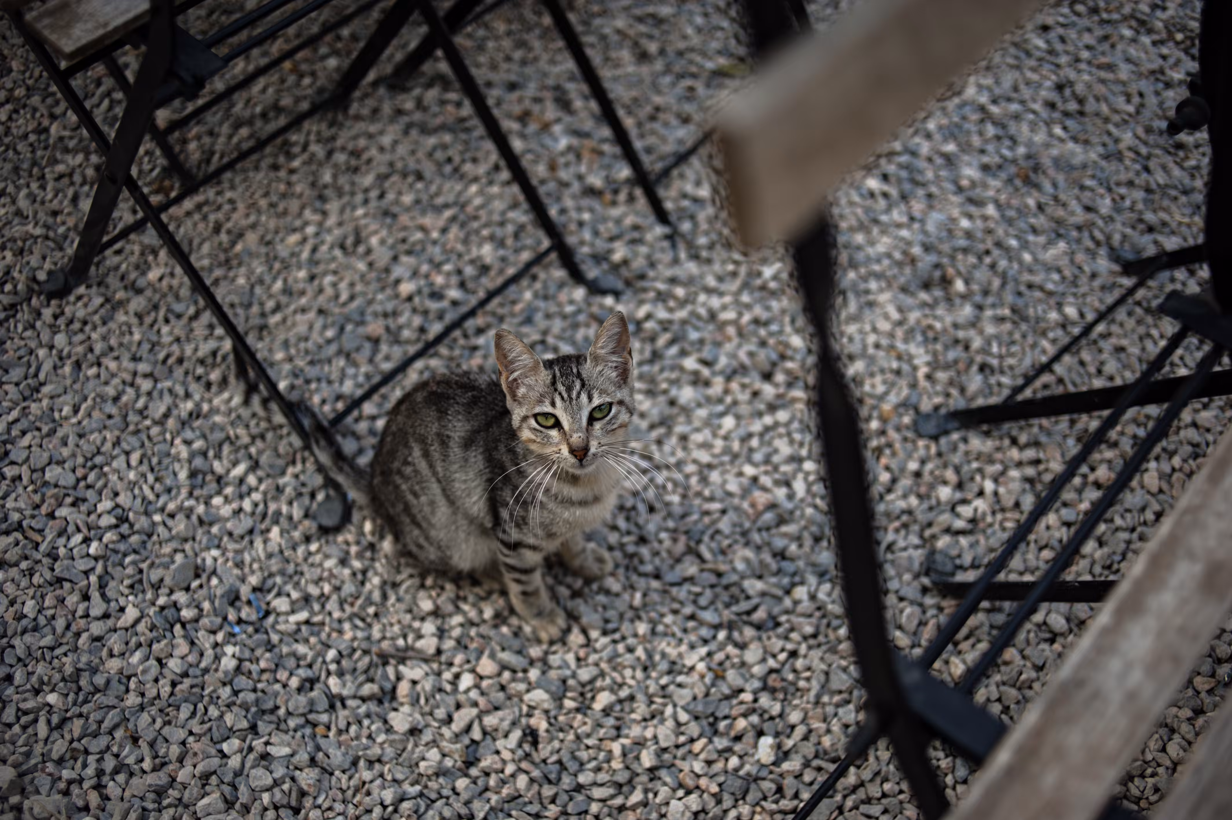 Curious Whiskers