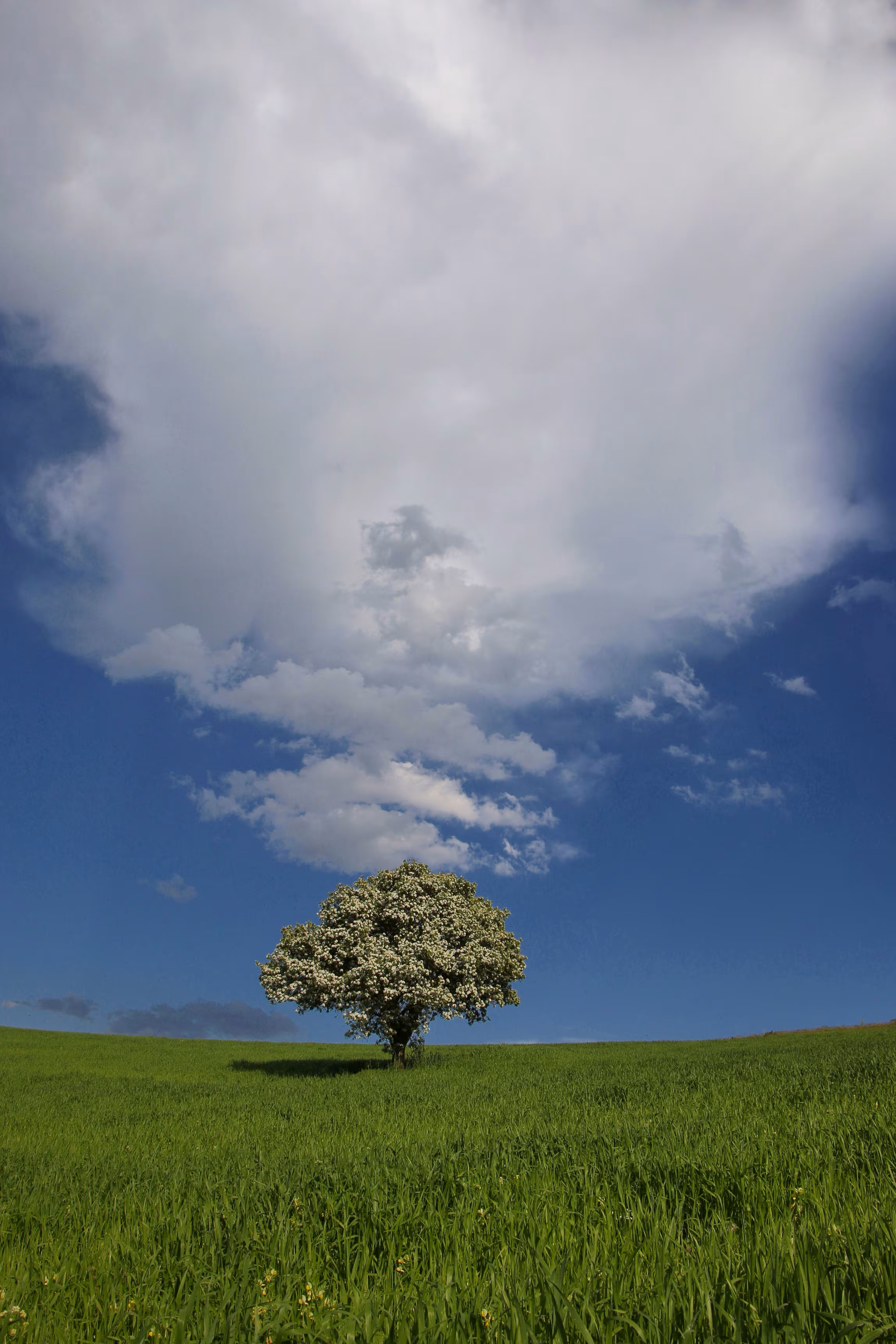 Cloudy tree