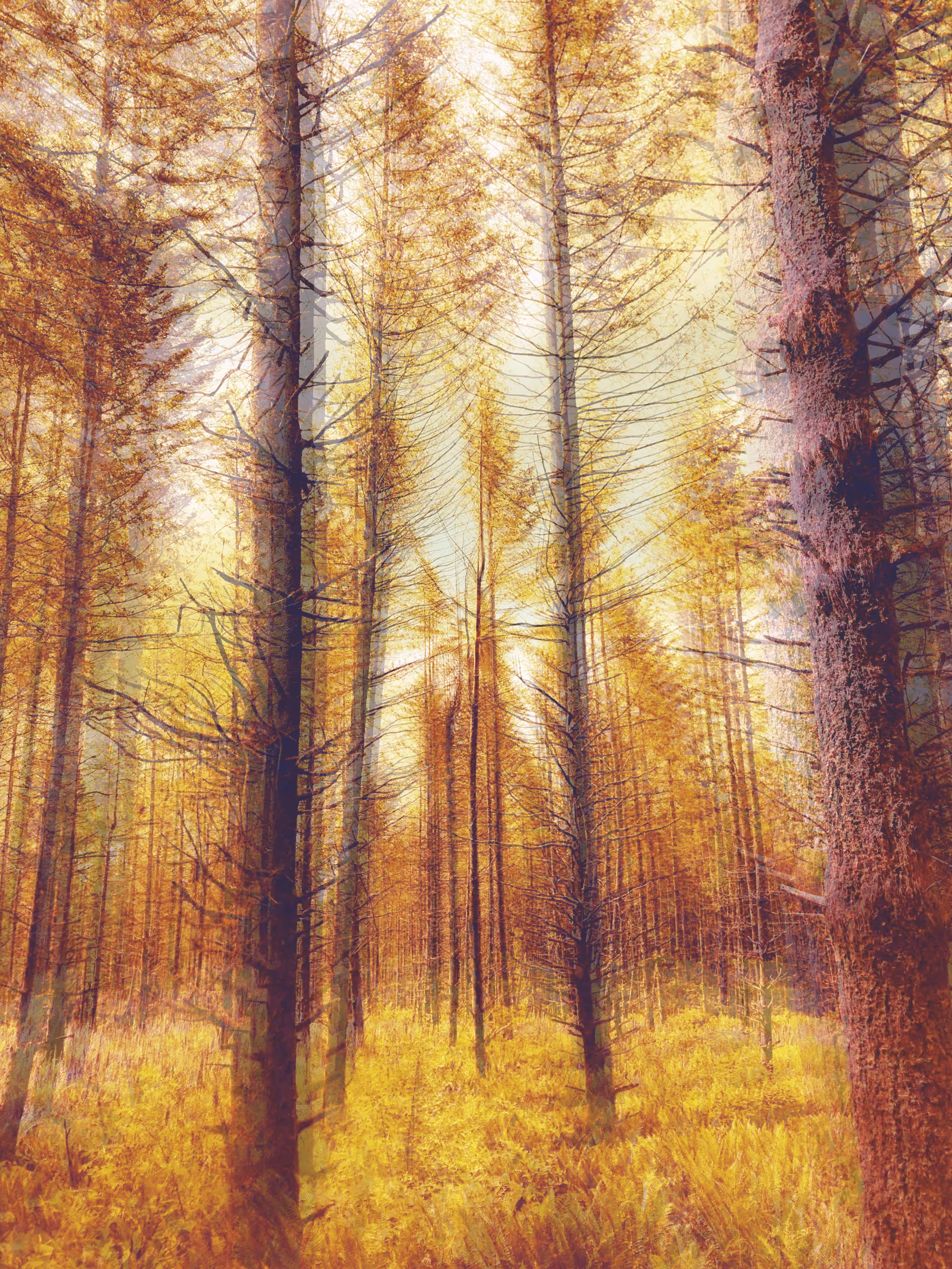 A trip through the forest