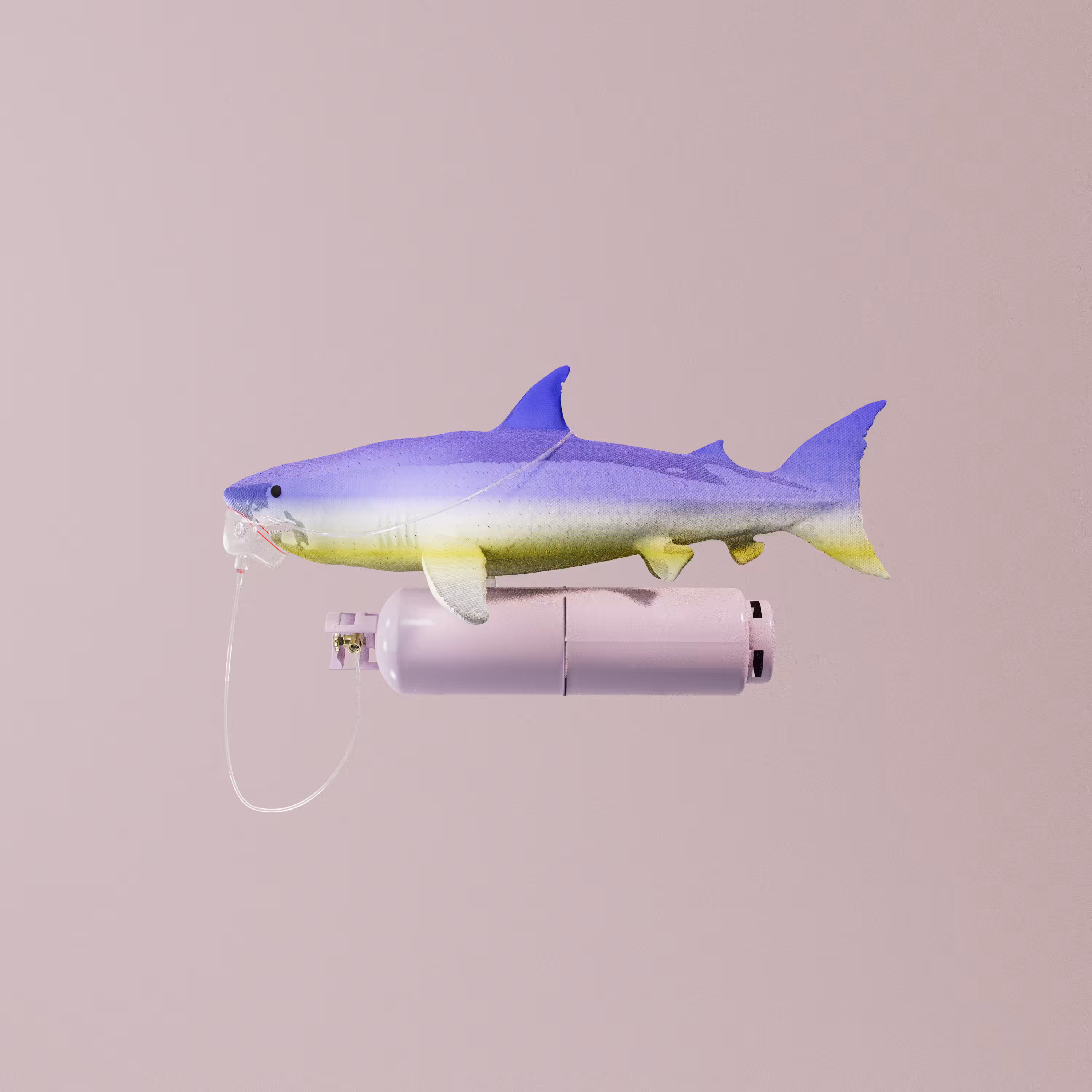 Non Fungible Shark [SUNSHINE COAST]