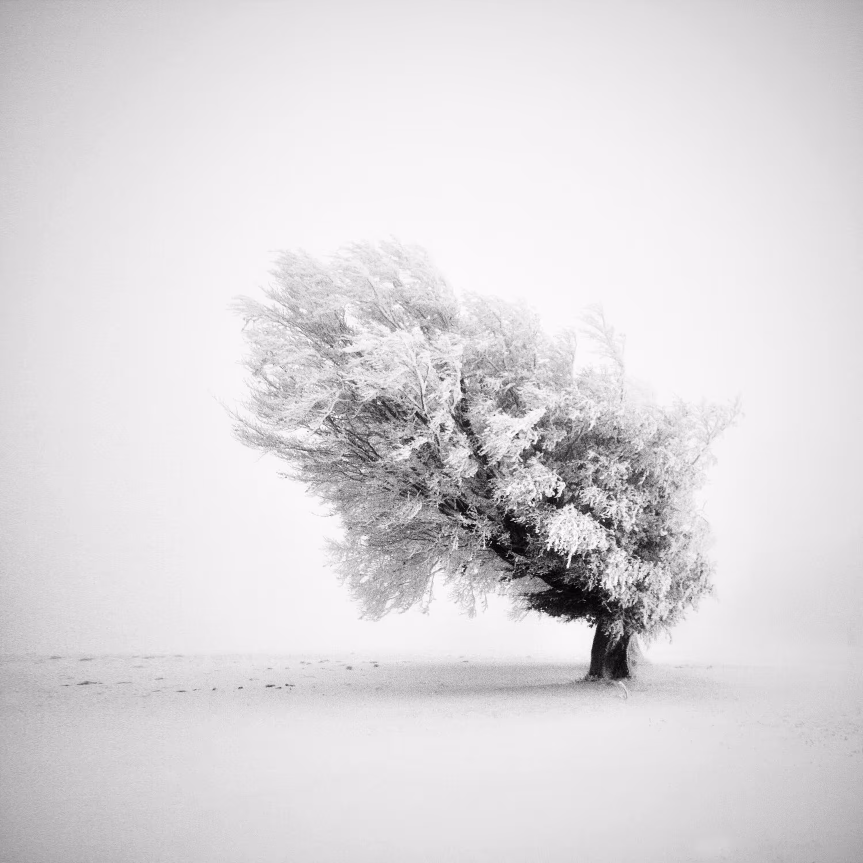 Frozen Life I No. 3