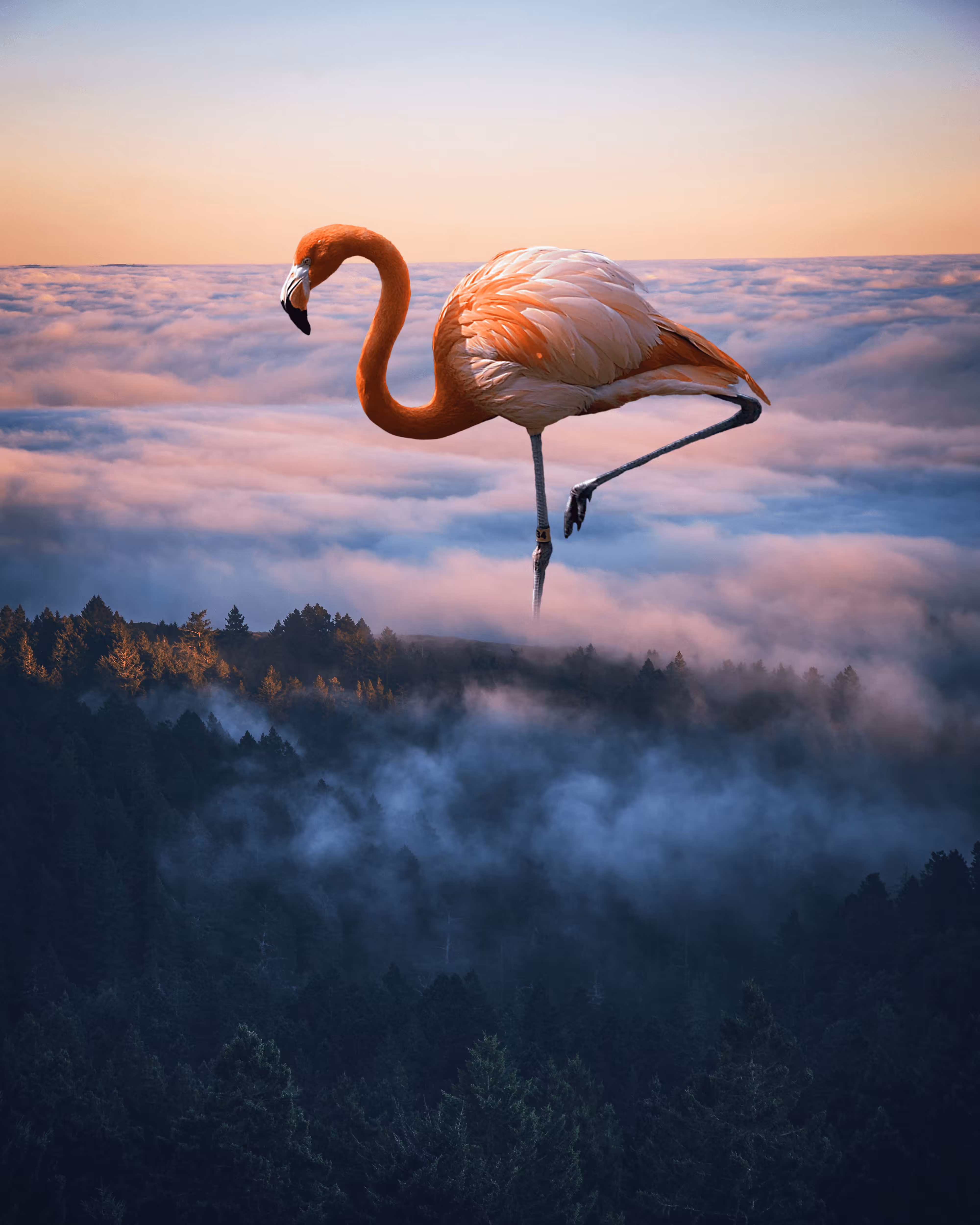 Flamingo above the clouds