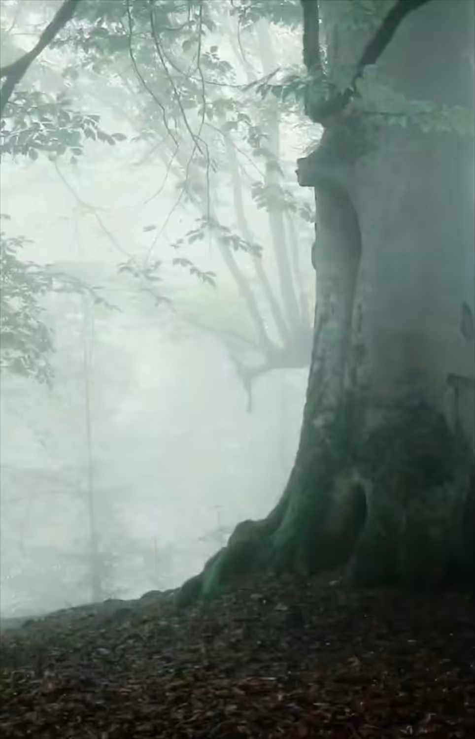 Tree of Life 