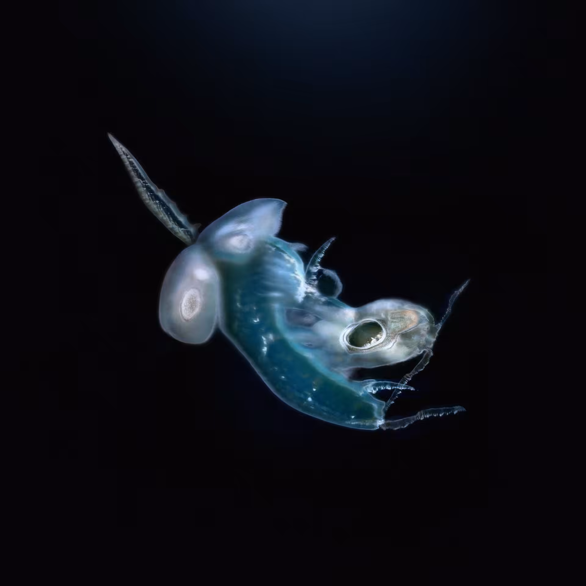 Sperma 56