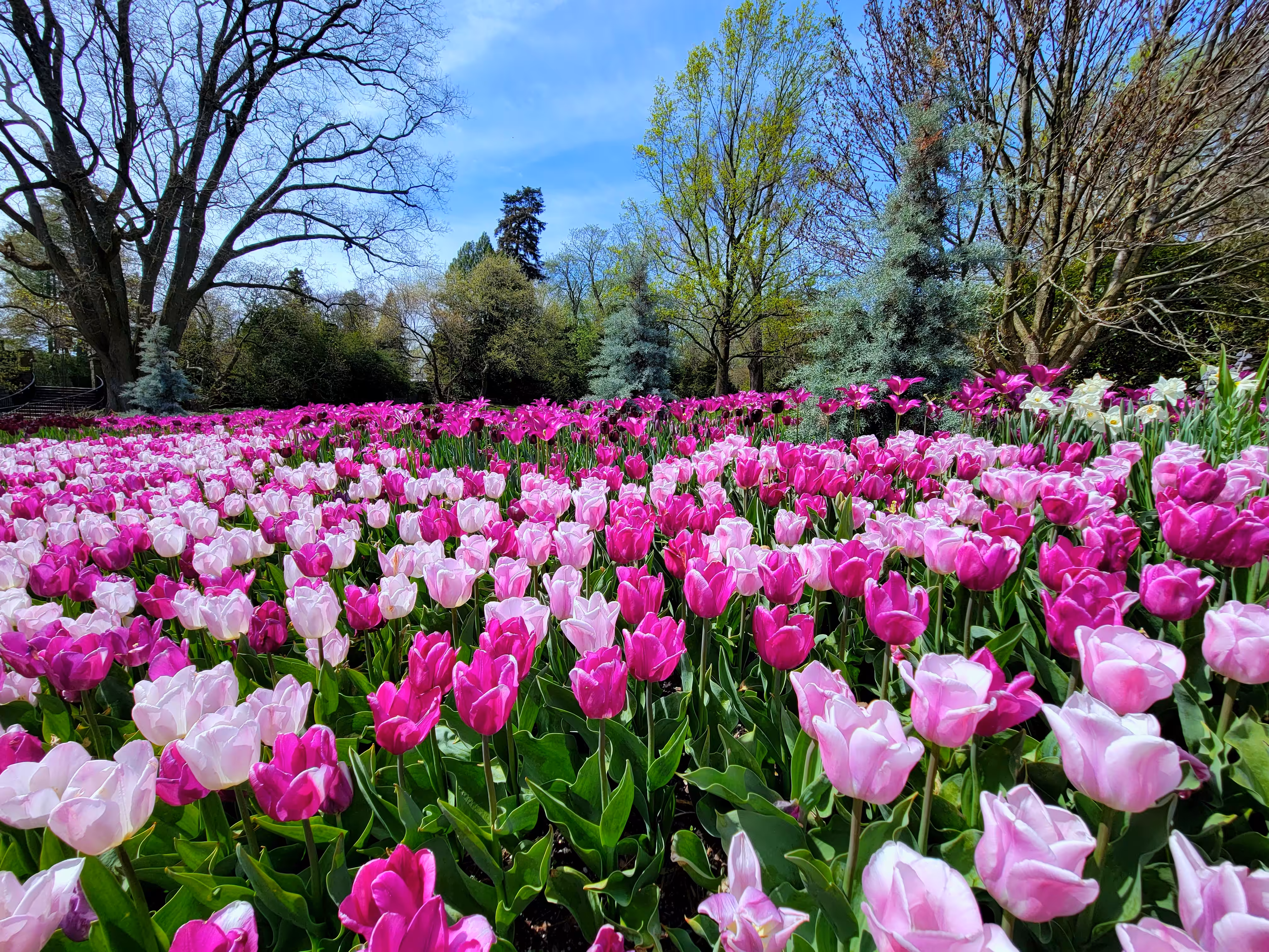 Tantalizing Tulips 