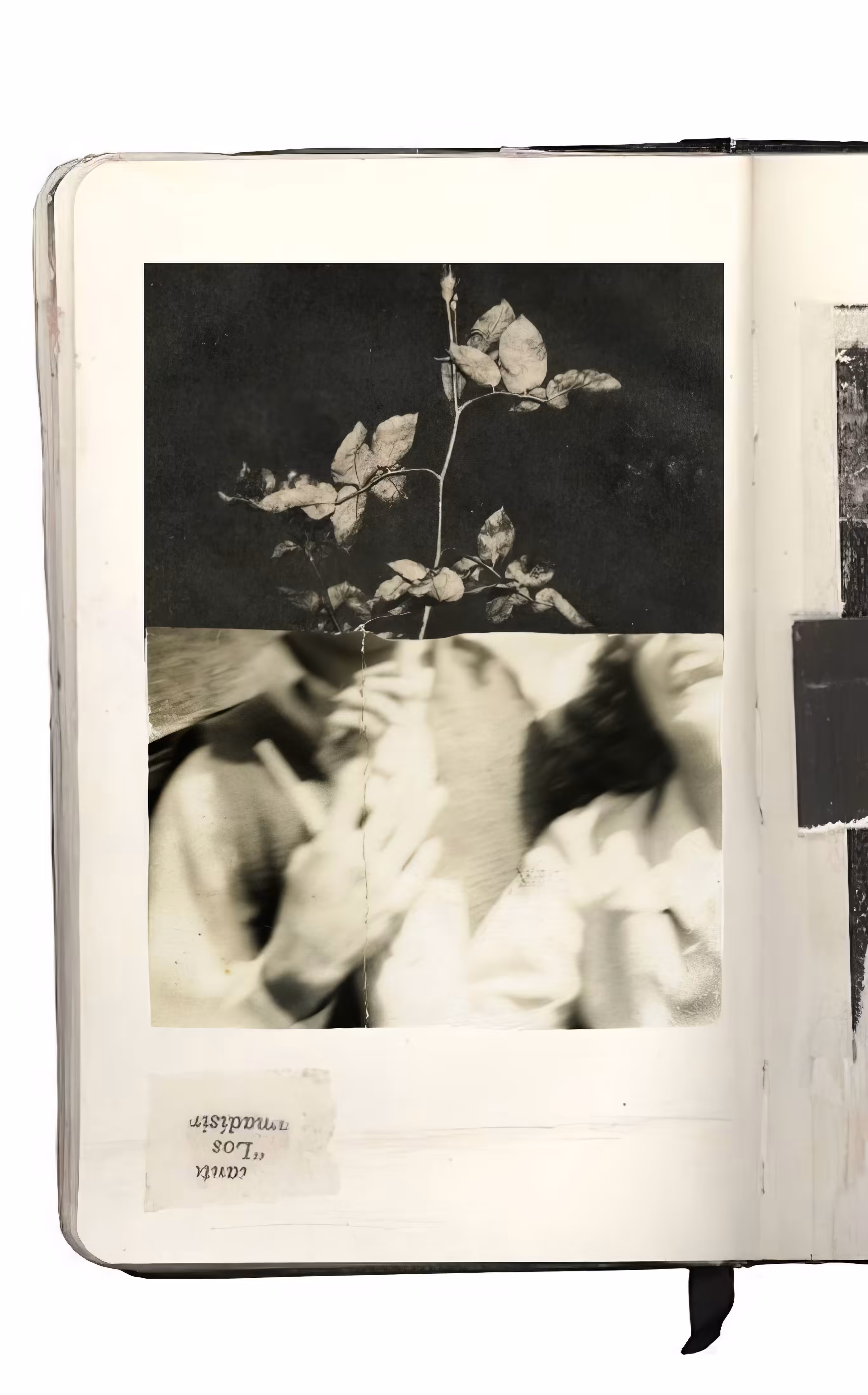 Faded Hands, Blooming Memory