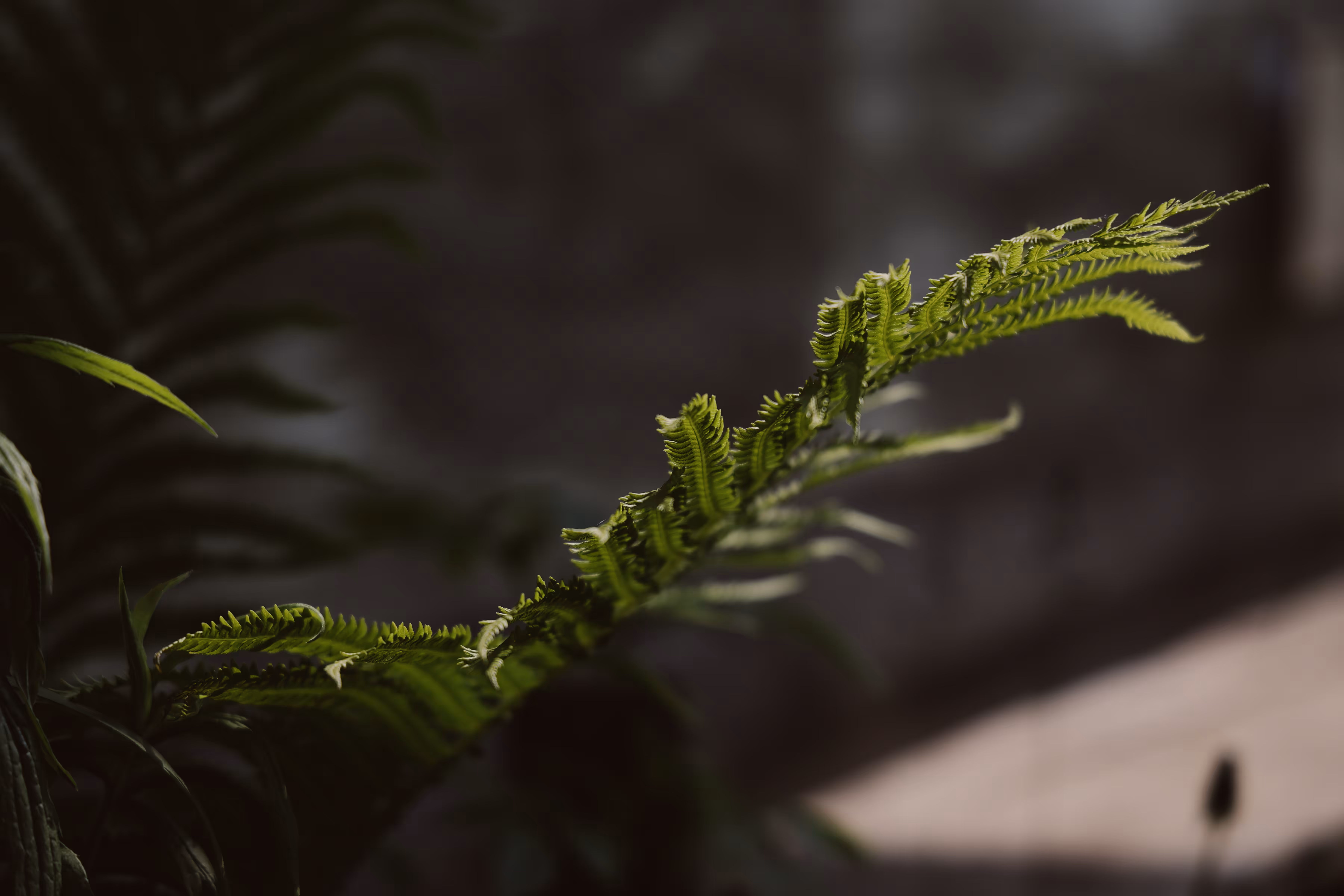 _out of the dark