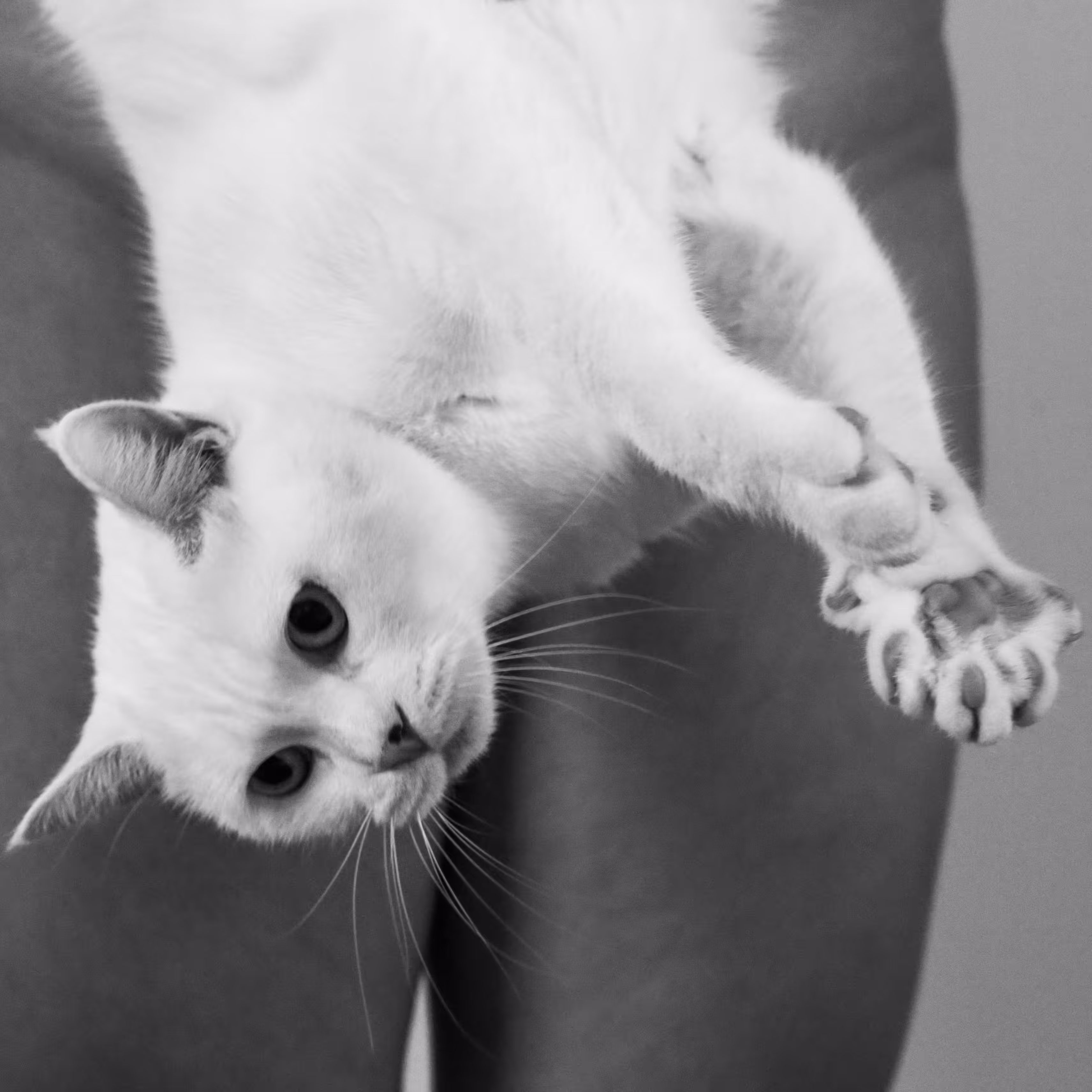 Cat in natural light