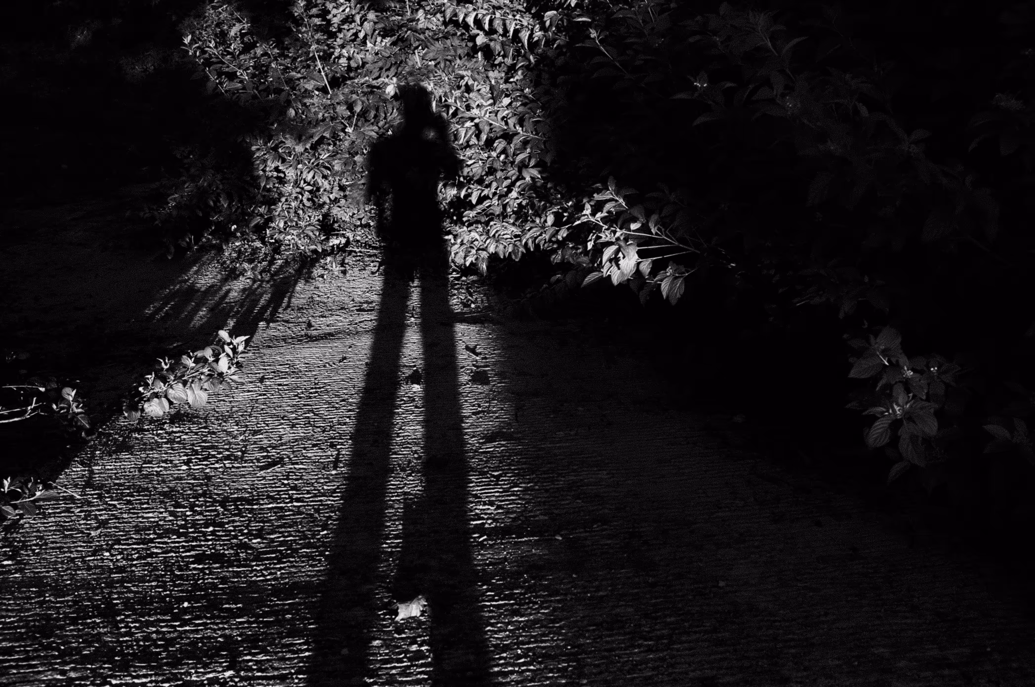 Self_Portrait
