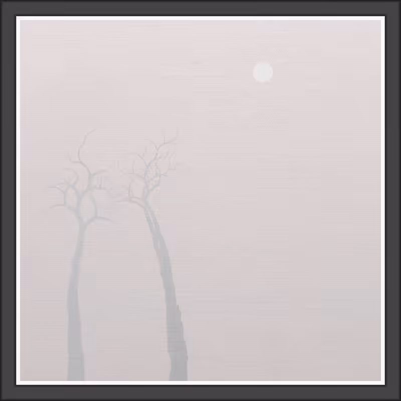 The Foggy Trees #113