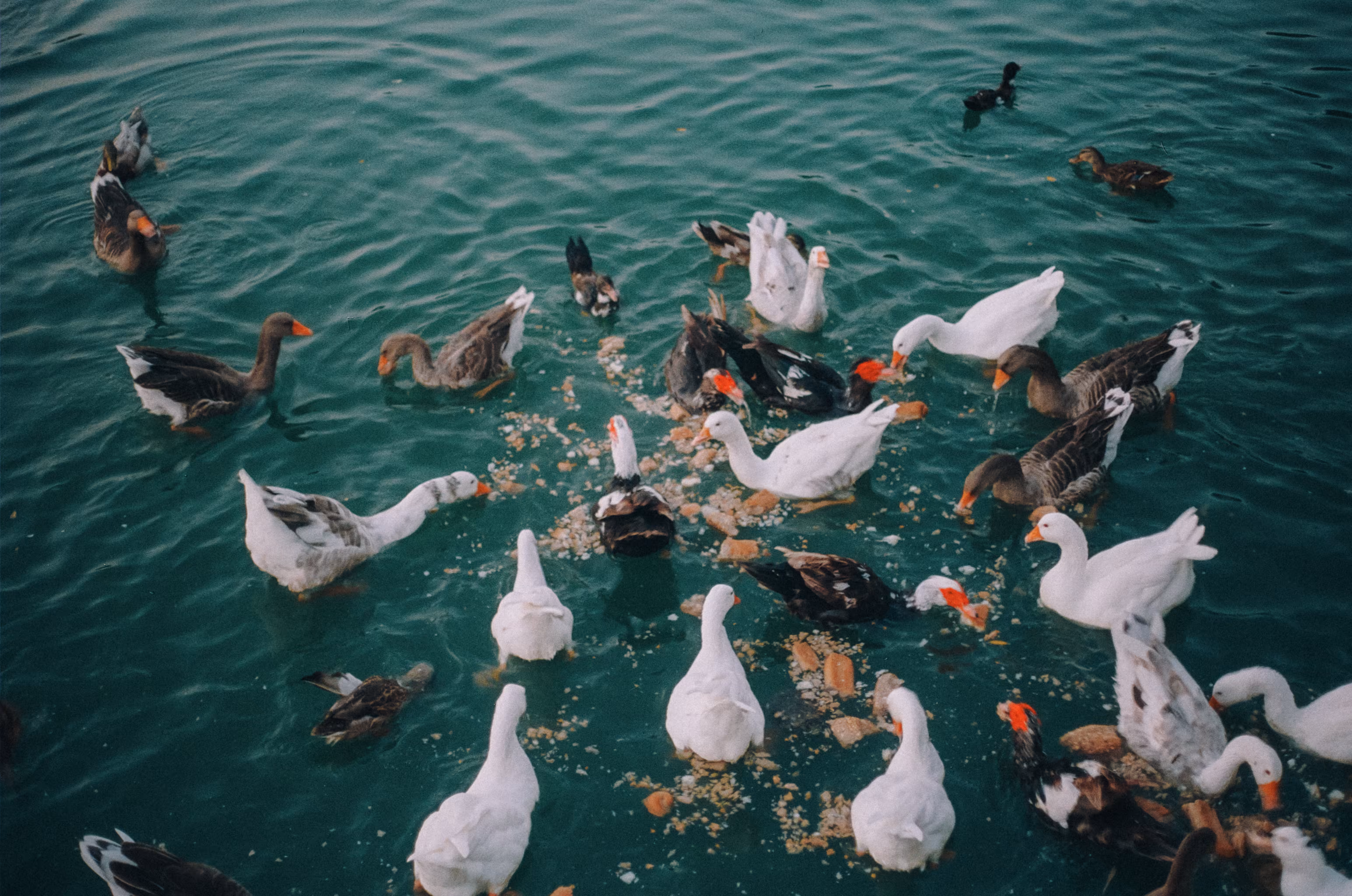 Inevitable Frames: Water's Buffet