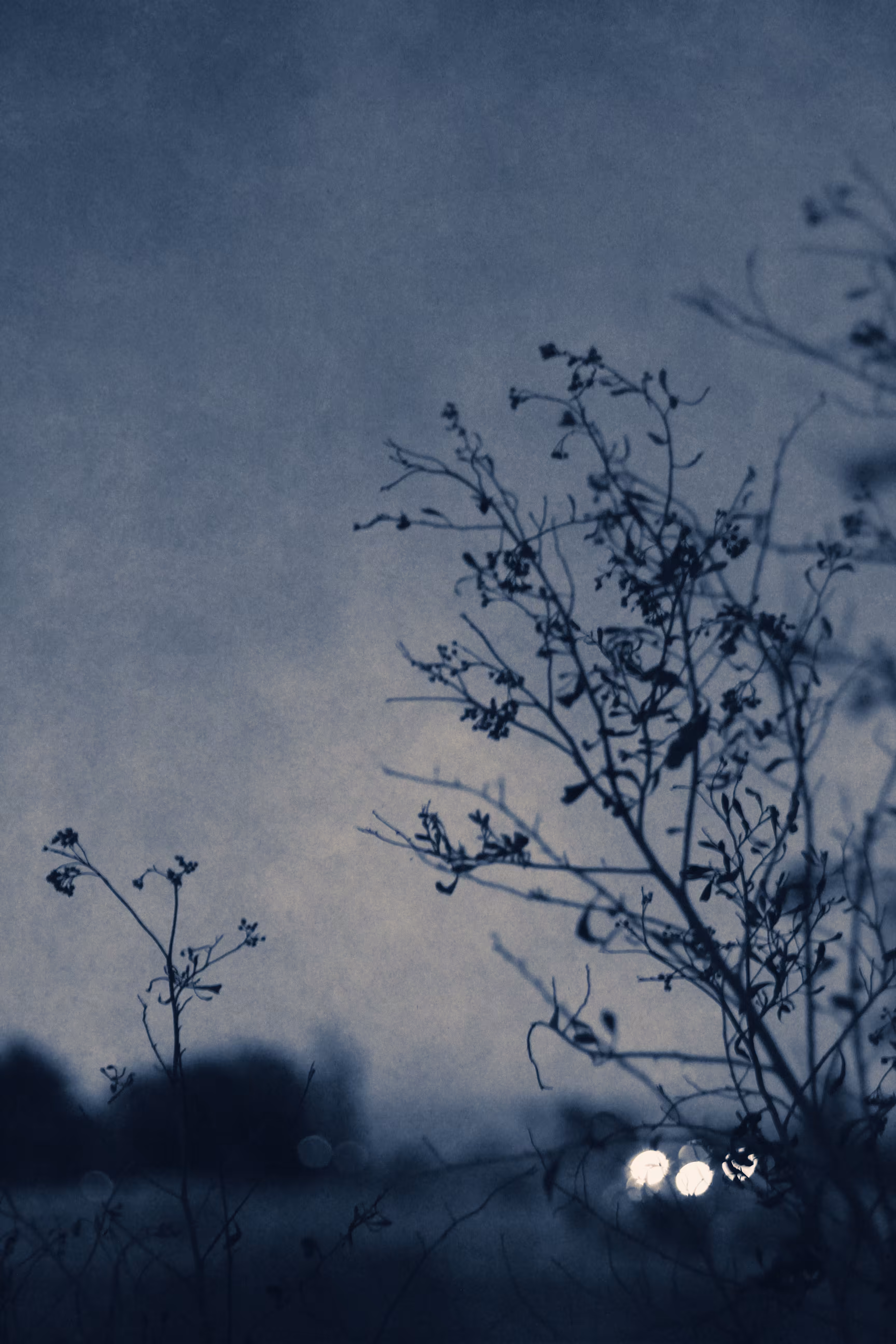 Blue garden III