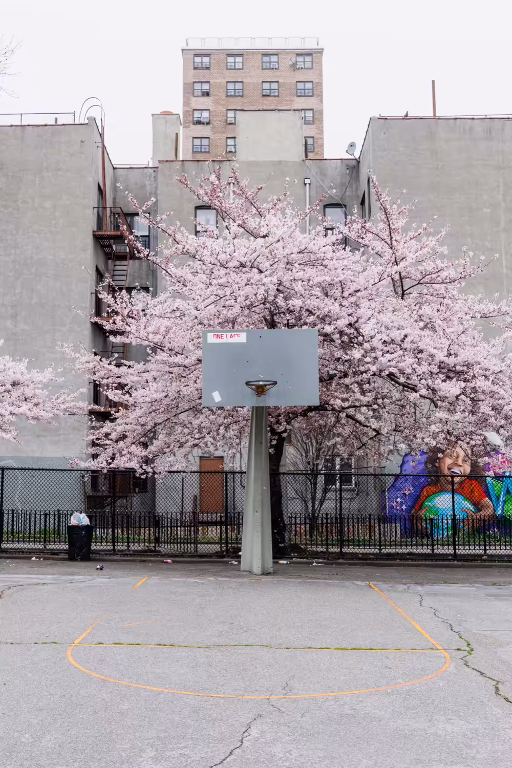 Cherry Blossom Court Bloom