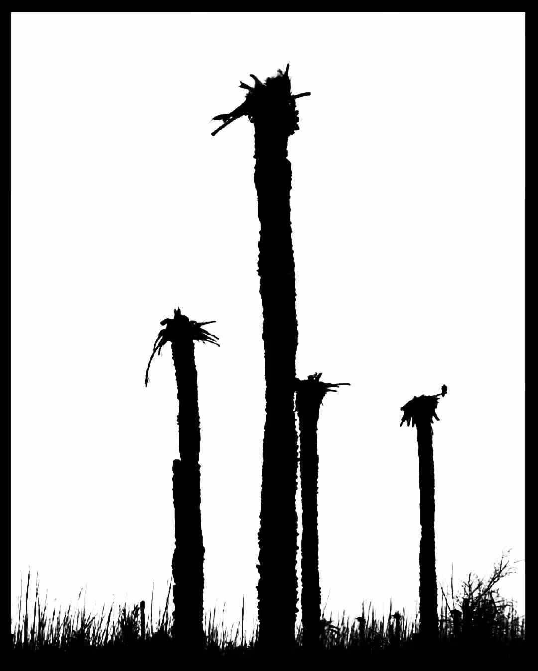 Black & White: HEADLESS PALMS 