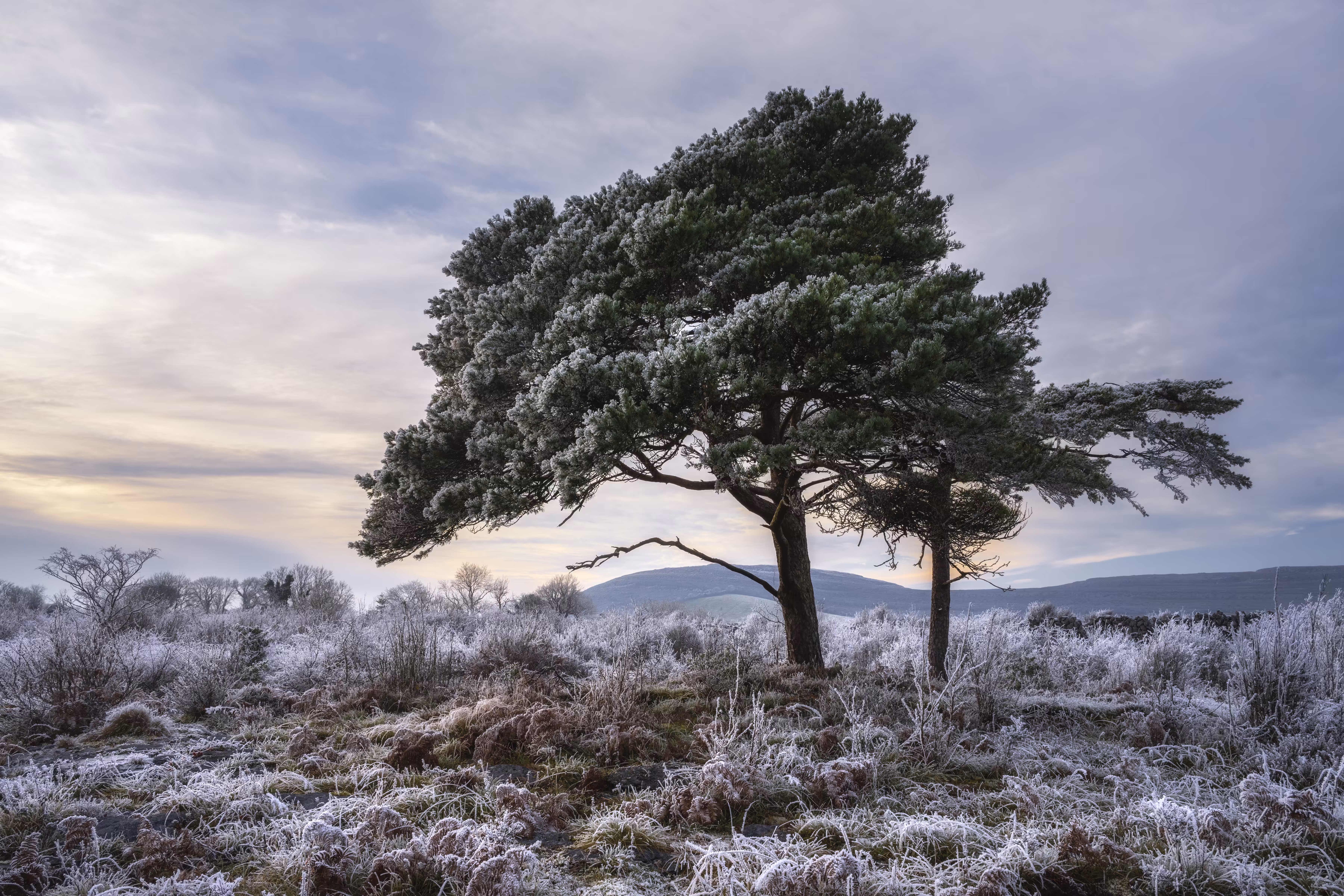 The Burren Pine 