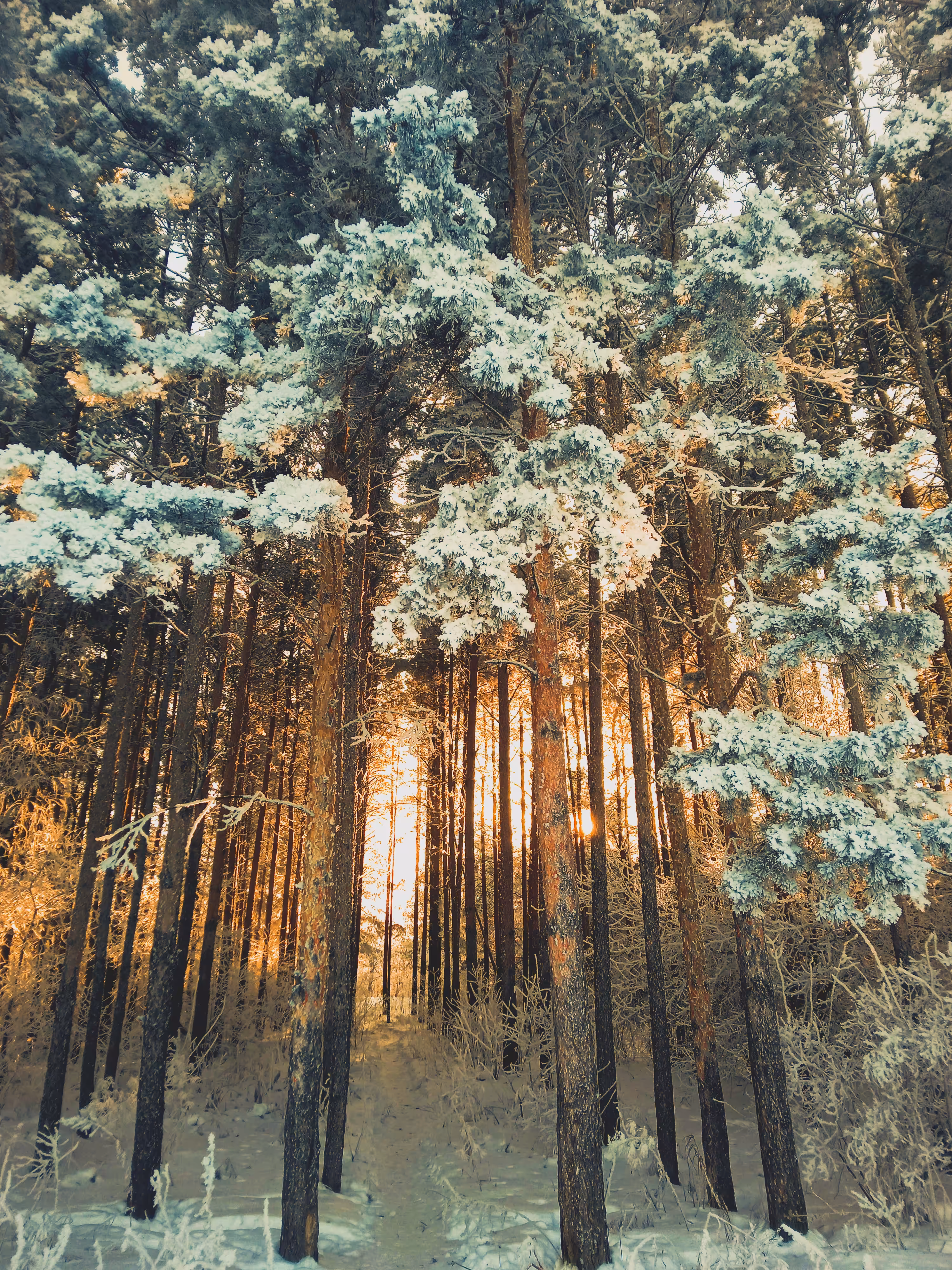 The path to the forest fairy tale